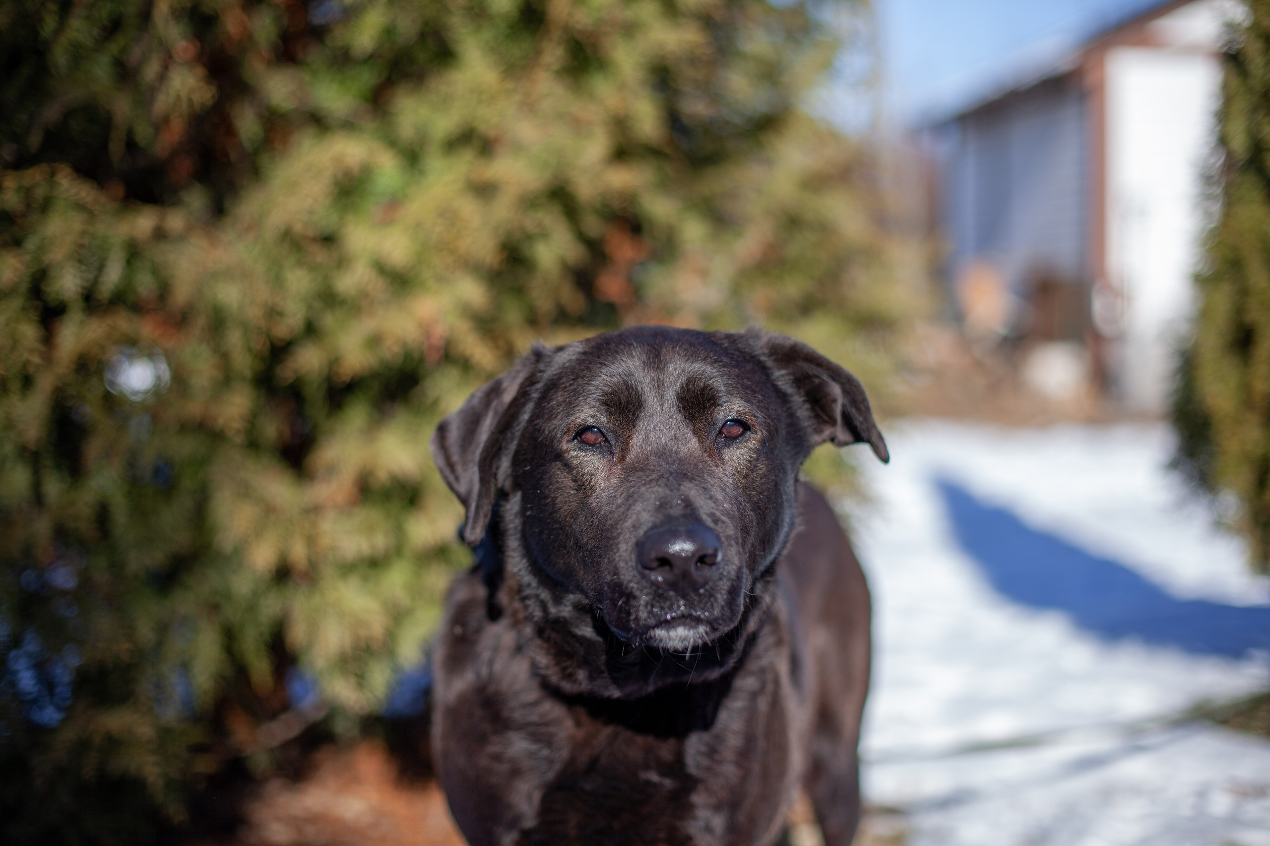 Фотосессии животных. Детский фотограф, фотограф-анималист