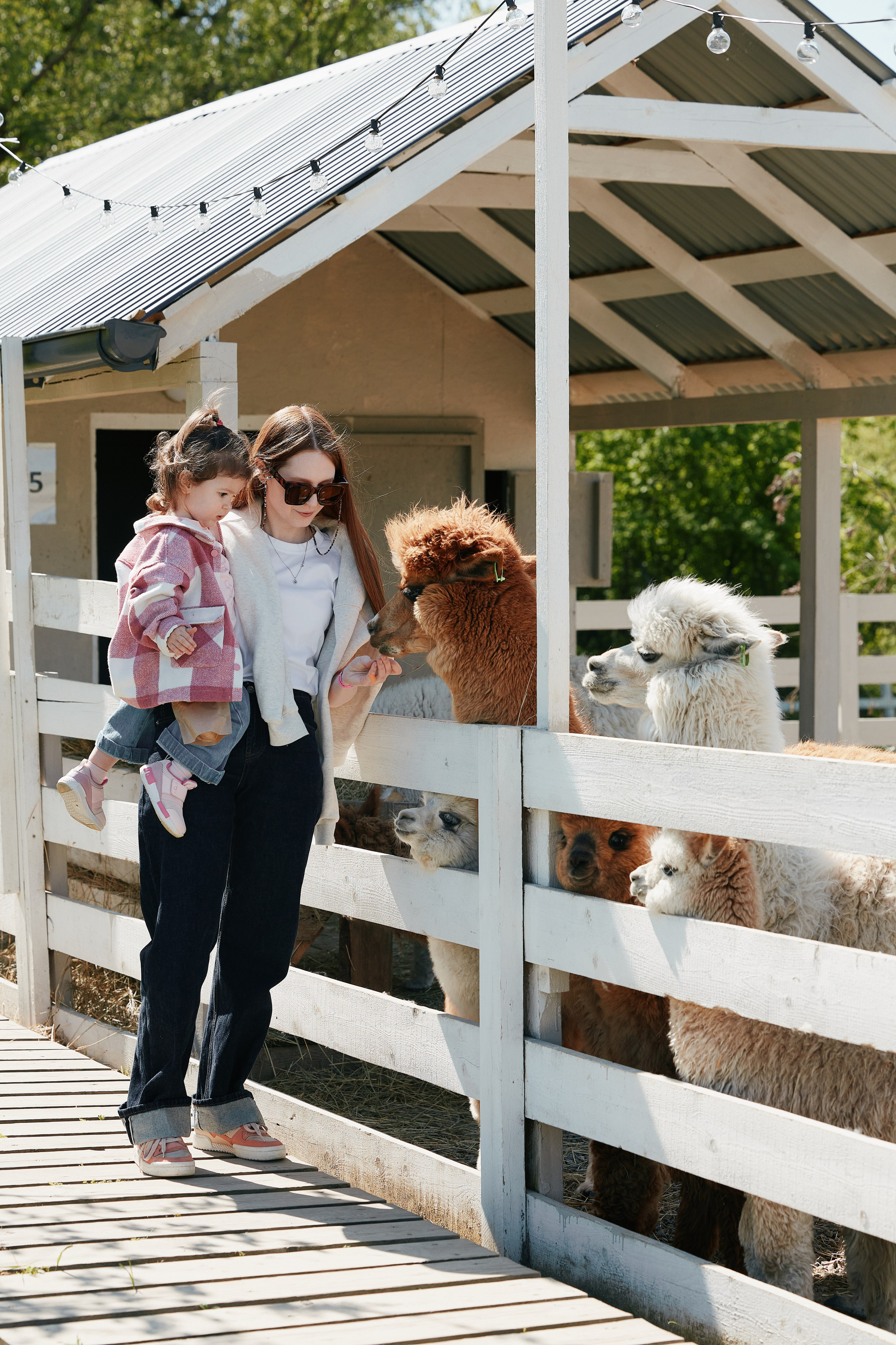 PRIVATE Weekend на Ферме Альпак 19.04. Свадебный репортажный фотограф краснодар максим дремов дрёмов фотосессия студия цена