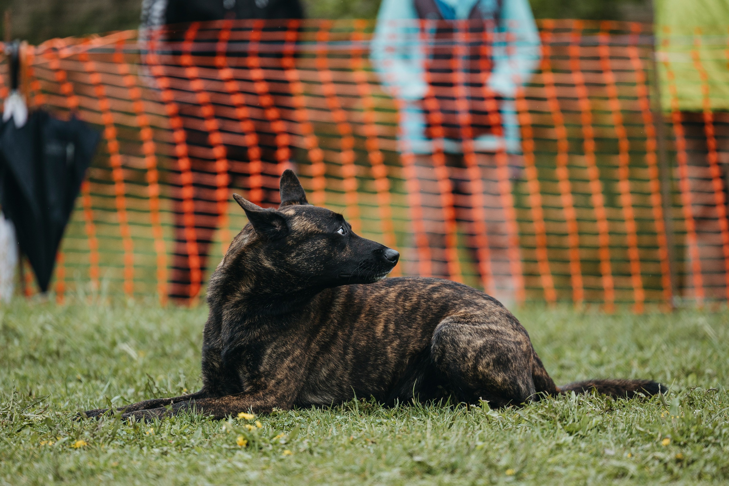 26.05.25 г. Пушкин квалификационные соревнования. Фотограф-анималист Анна Маринич