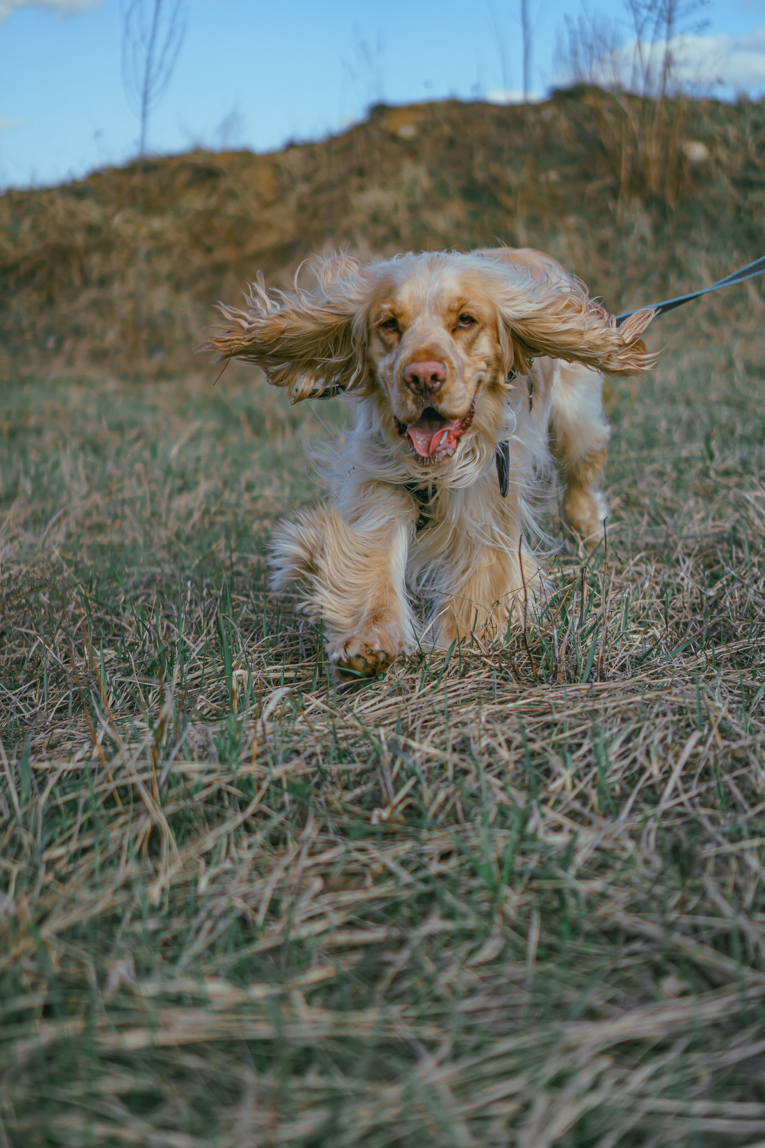 Лютик. Фотограф в Кстово и Нижнем Новгороде KOLOSOK