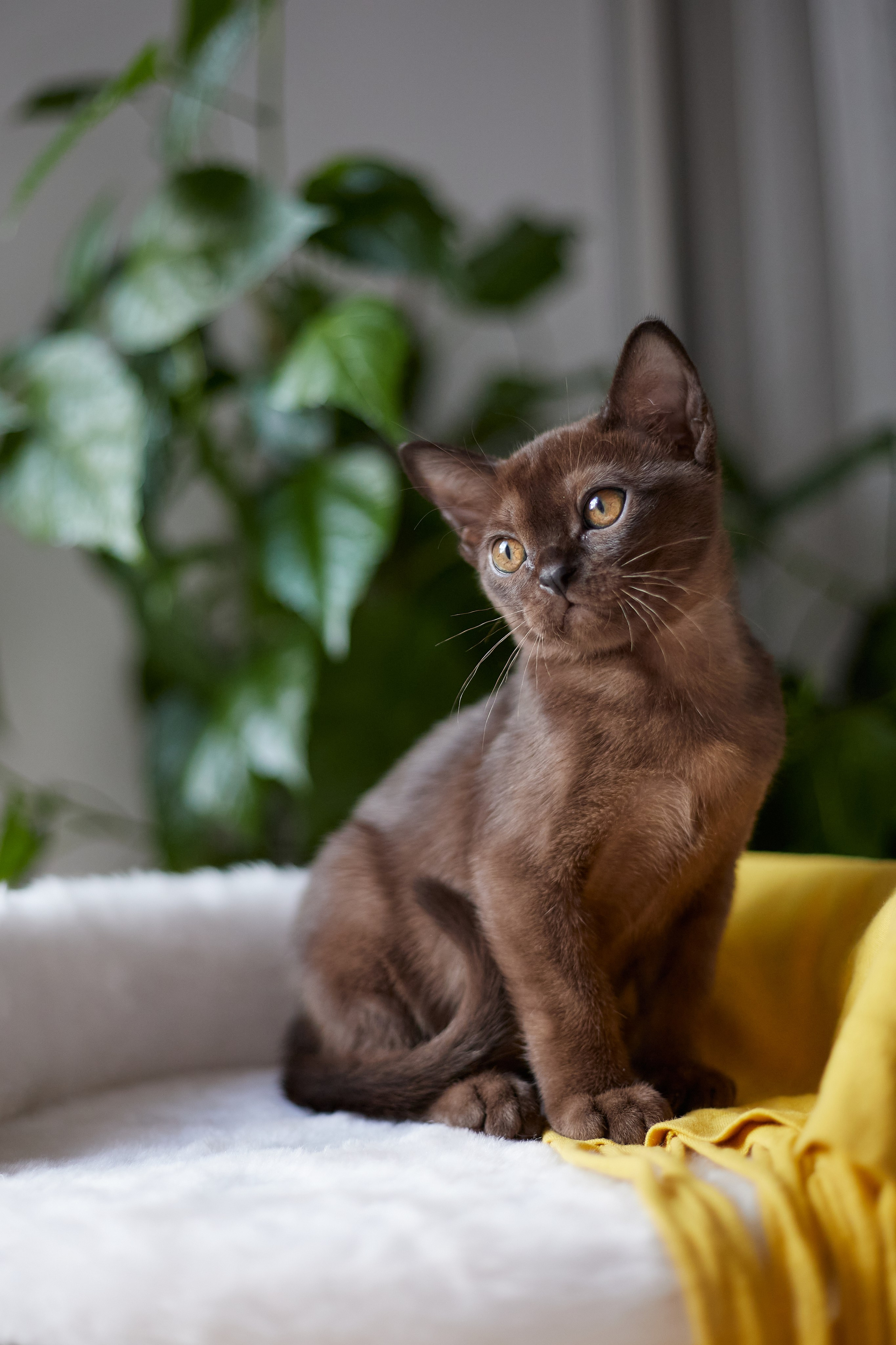 Jerry (Новый Уренгой). Питомник «Bouncy Life»