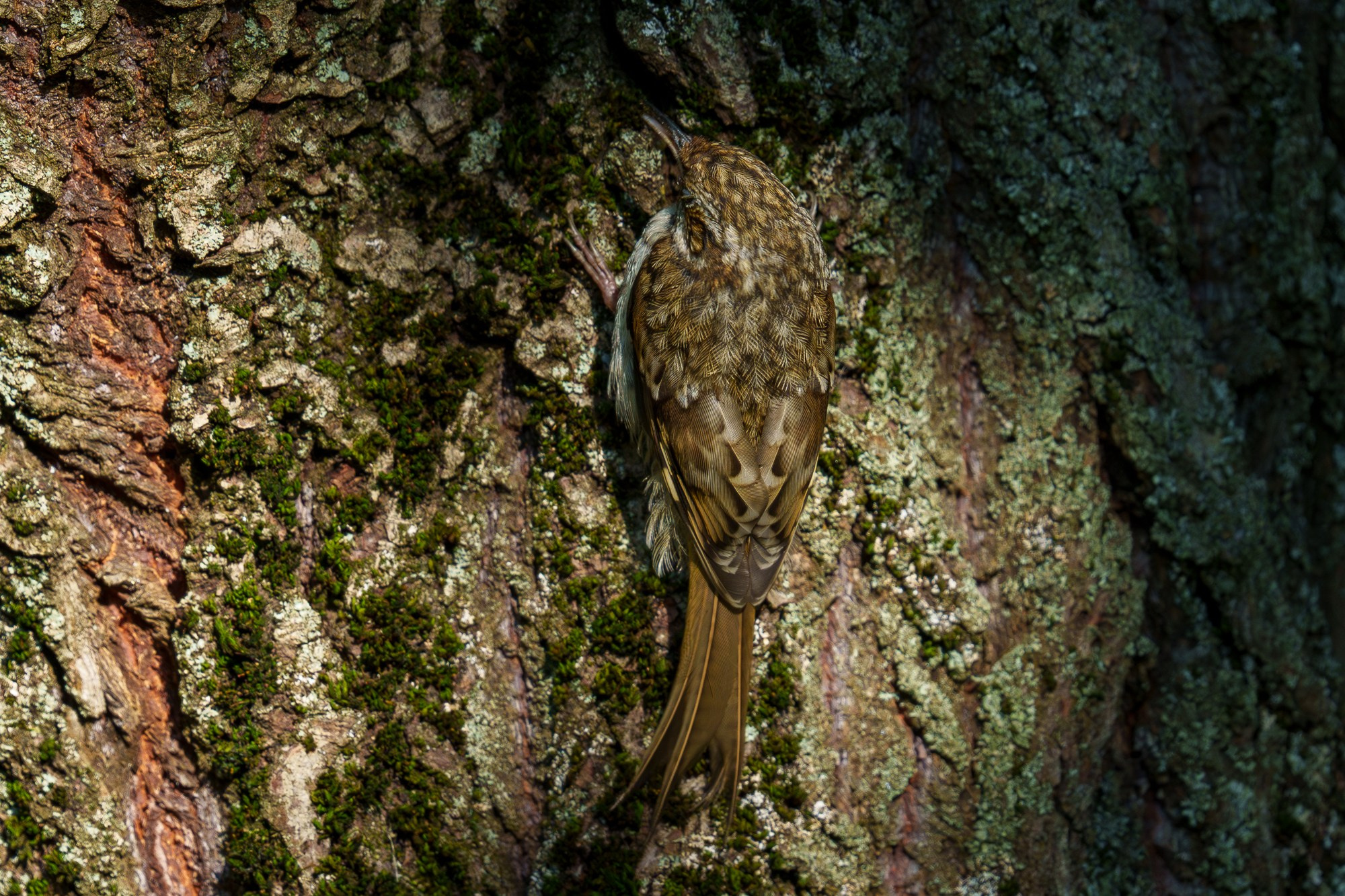 Удивительные мир птиц. Вокруг нас столько прекрасного — присмотритесь!. Ваш личный фотограф Марина Волкова