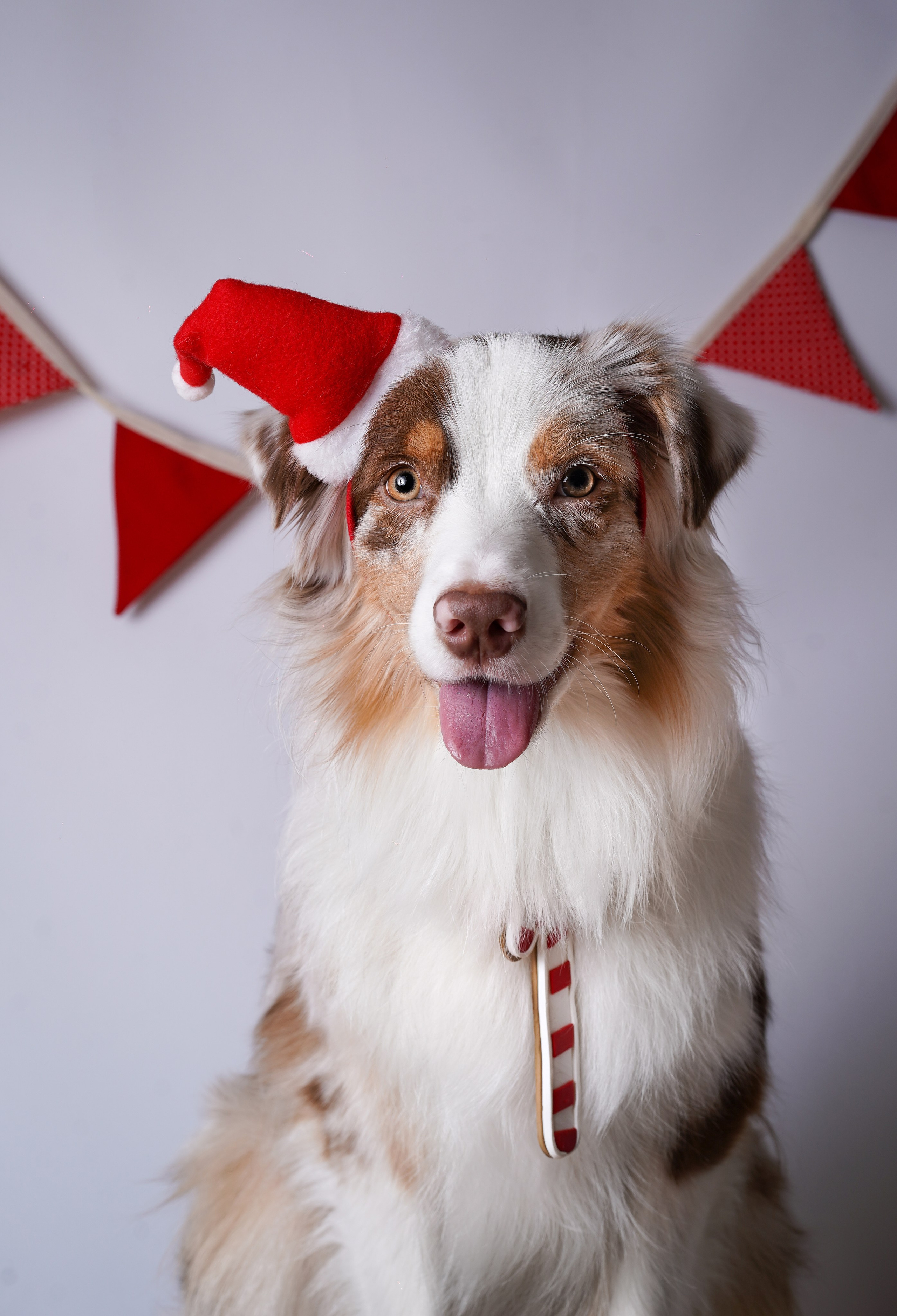 Панда Сэм и Маффин. Фотограф-анималист в Санкт-Петербурге Яна Мартынова