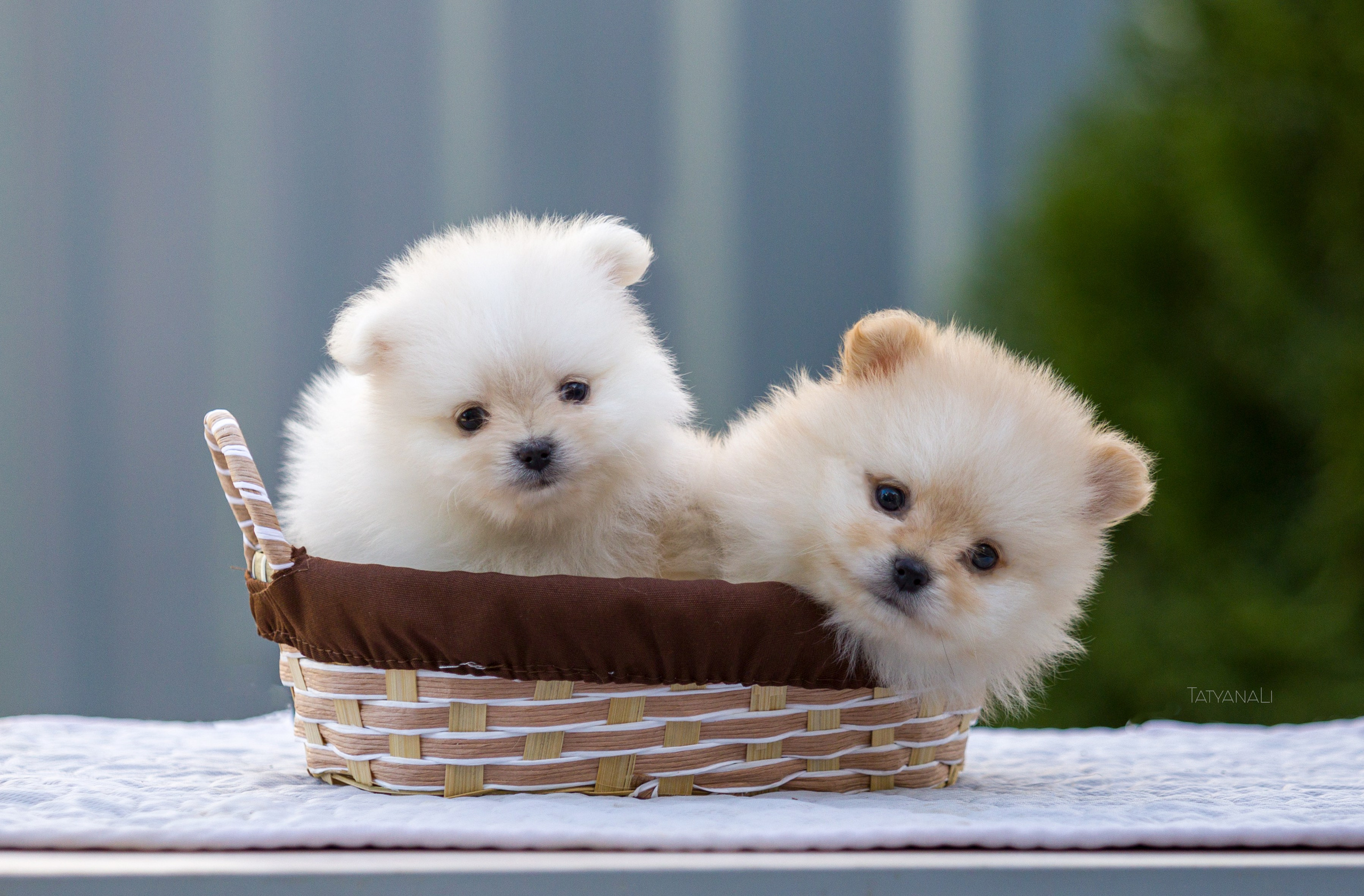 Немецкий шпиц миниатюрный. Фотограф — анималист Татьяна Ли