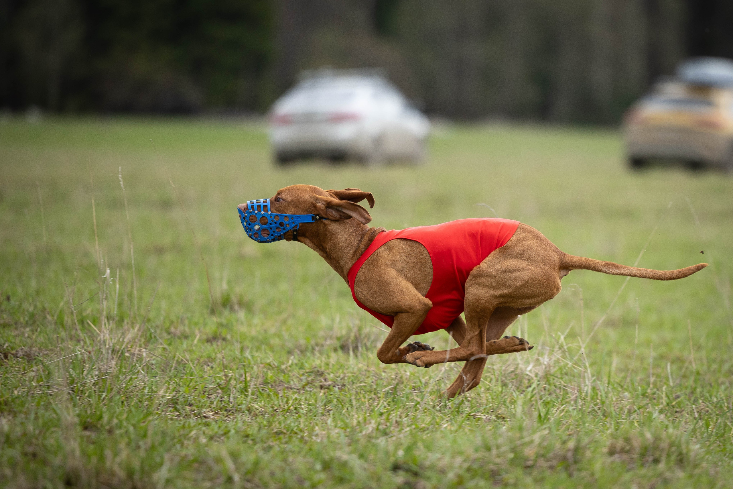Курсинг. Фотограф Анималист в Перми Анастасия Остерман