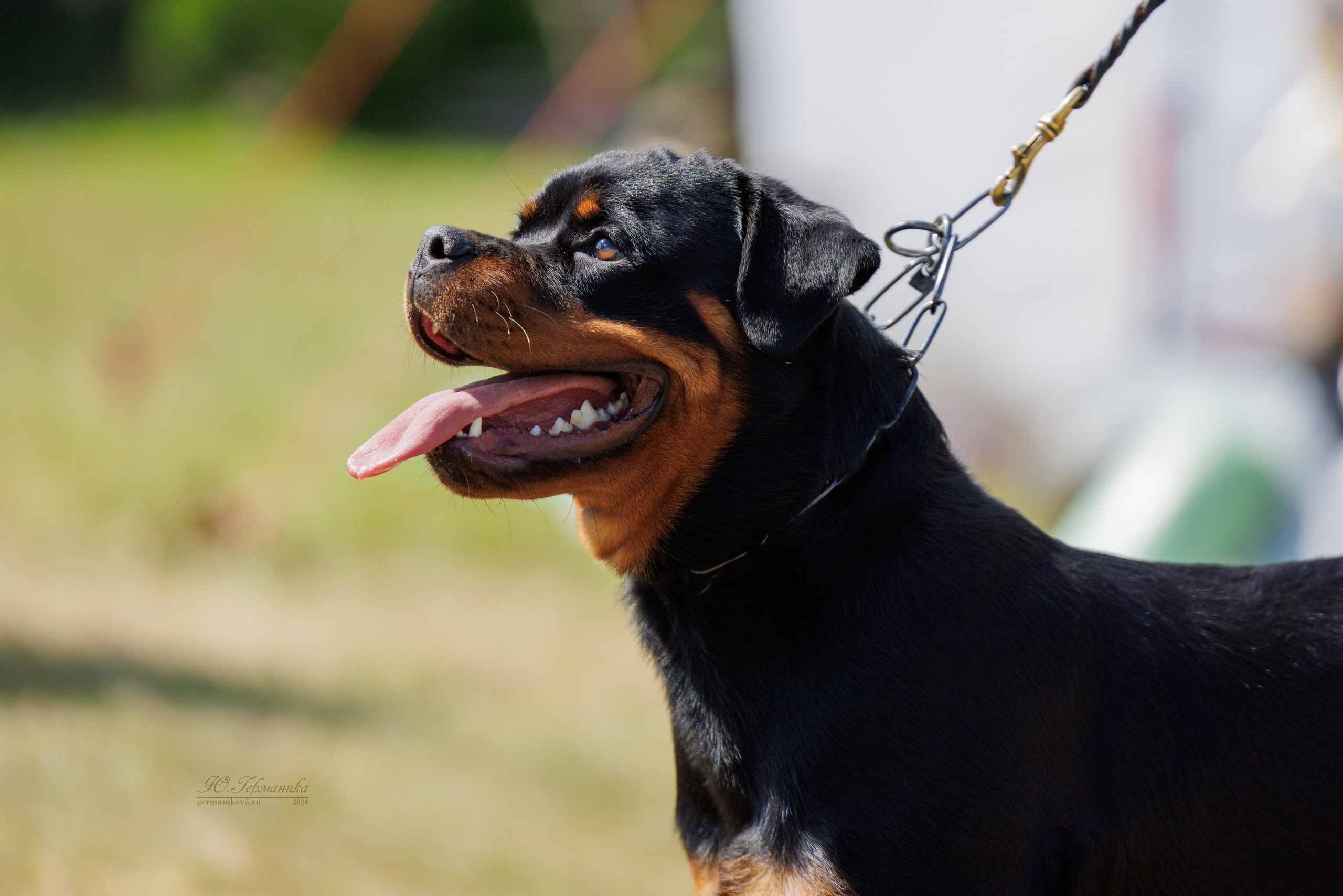Рязань-Ховрино 10-11.08.2024 3хмоно ротвейлеров. Фотограф-анималист Юлия Германика