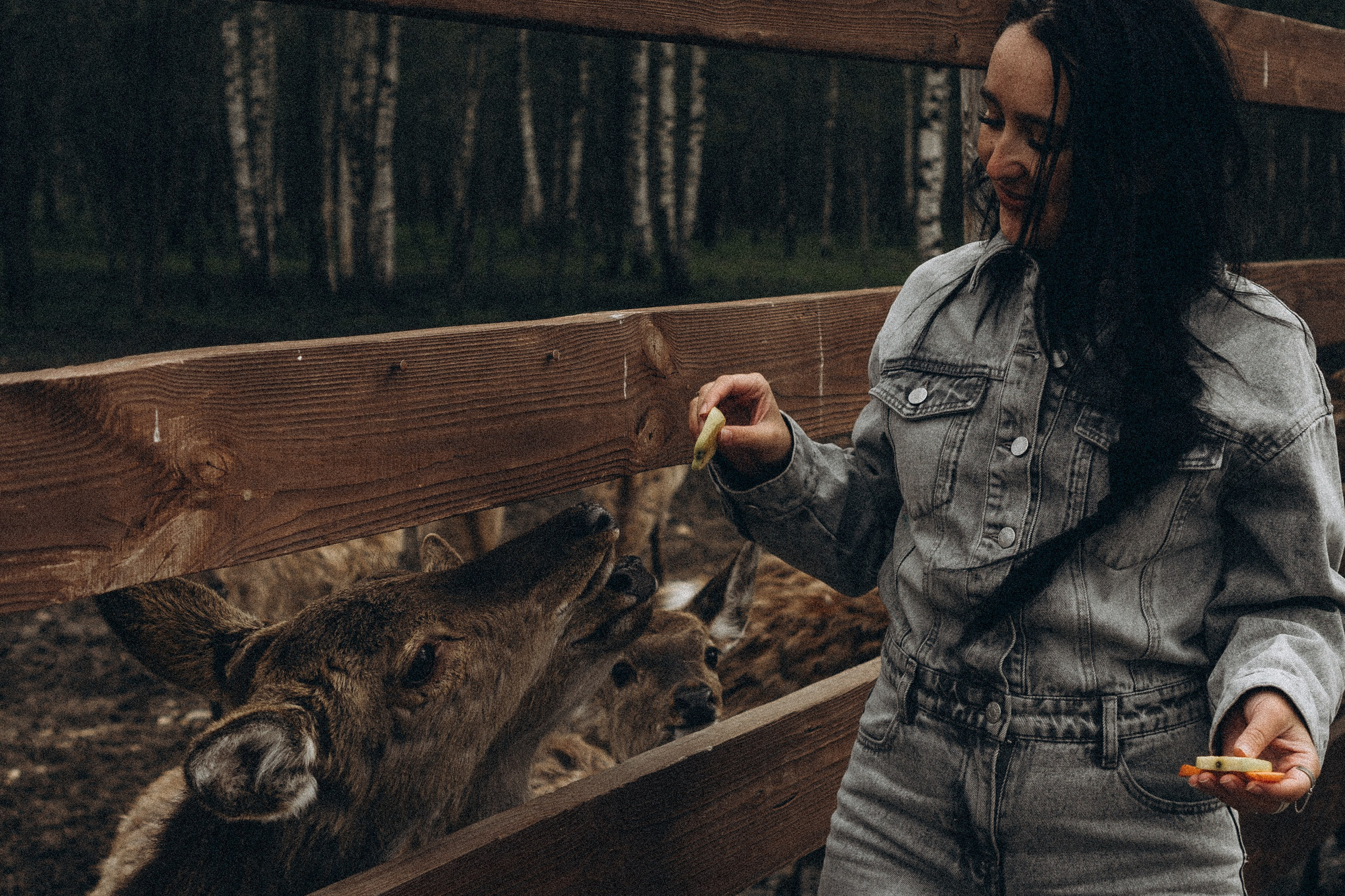 ОЛЕНЬЯ ФЕРМА В ТВЕРИ. Профессиональный фотограф, Санкт-Петербург — Виктория Богомолова
