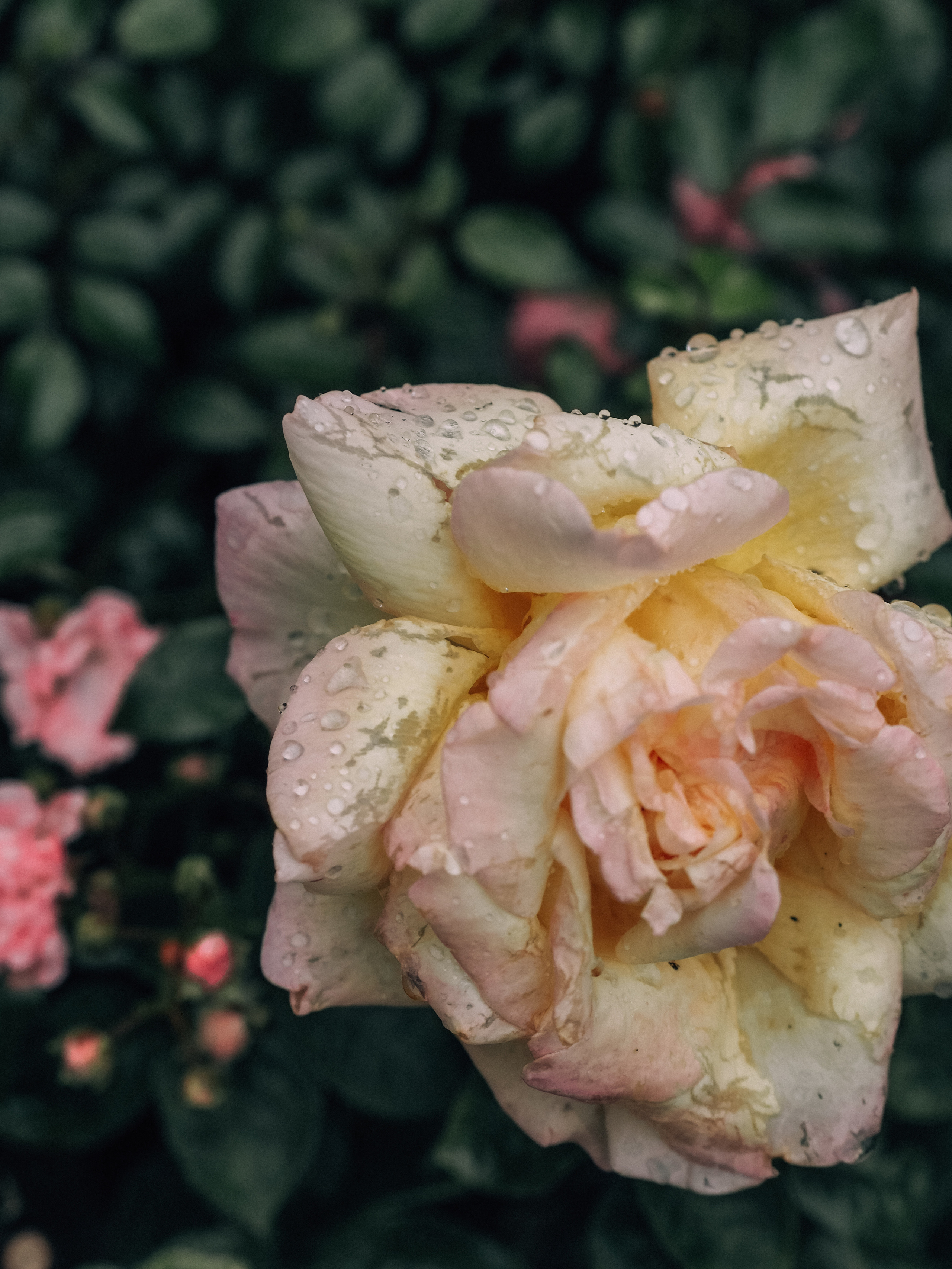 ГМУ. Фотограф Рязань. Семейный Свадебный фотограф