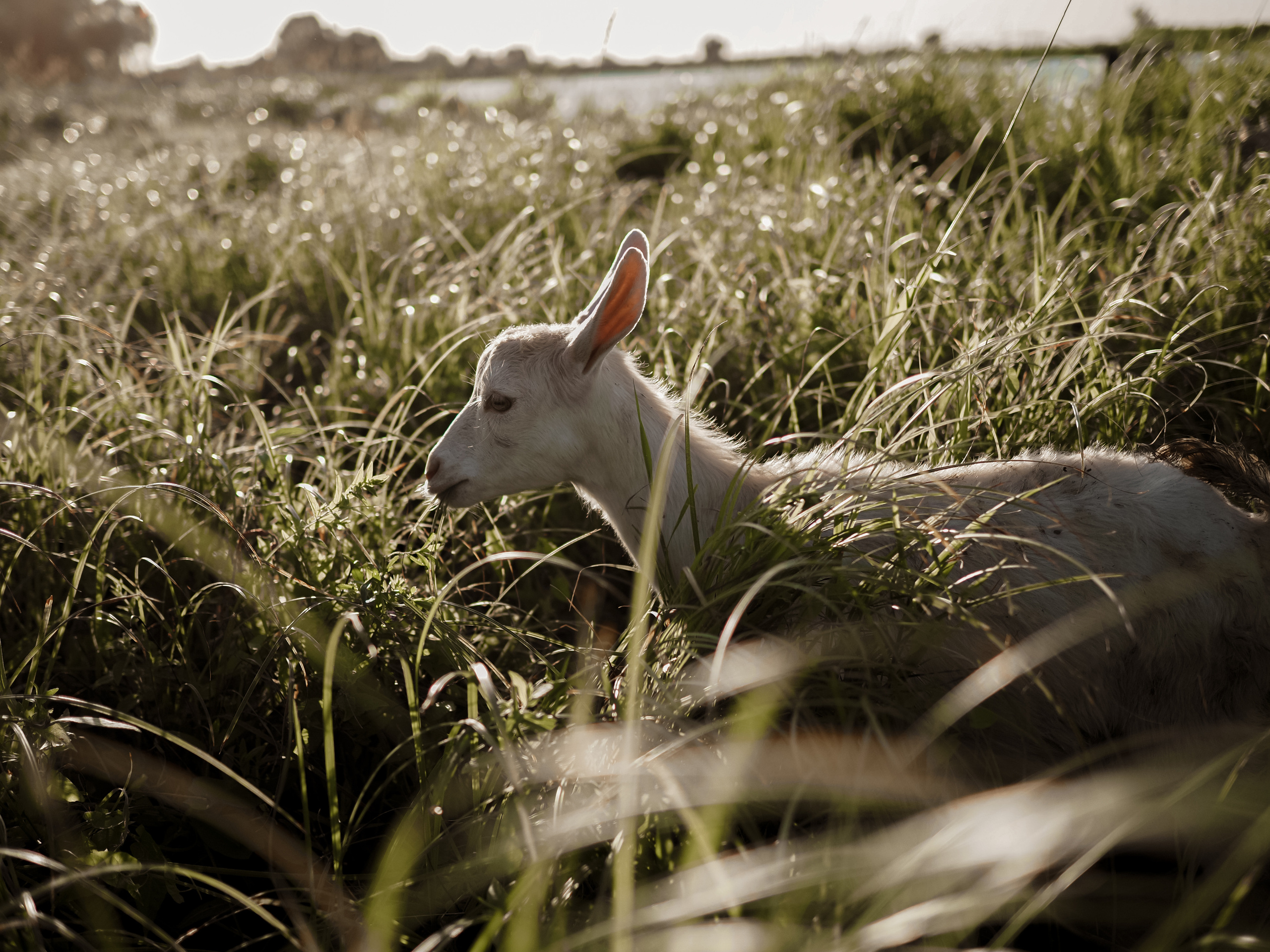 Холмы на закате. Фотограф Рязань. Семейный Свадебный фотограф