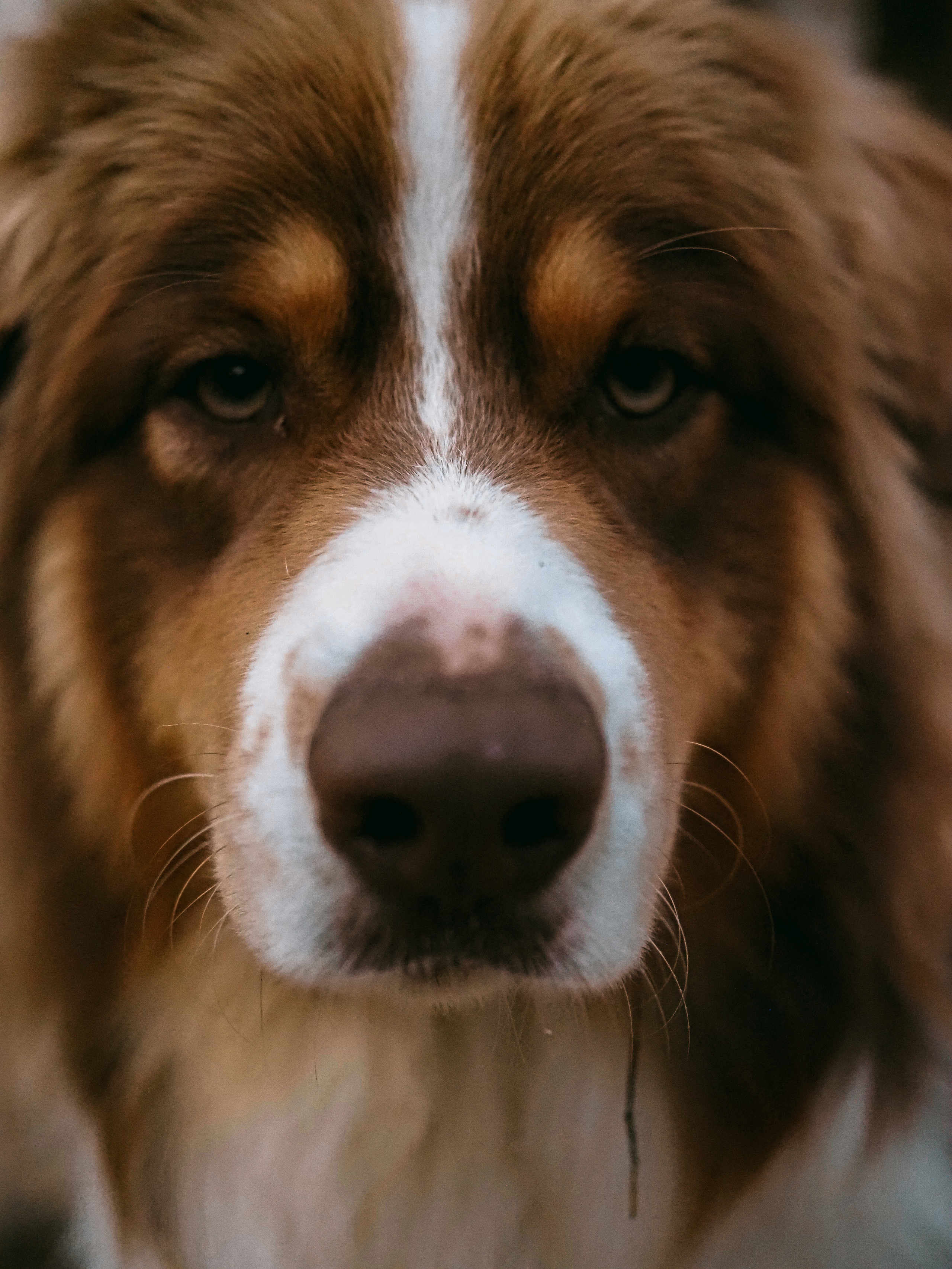 Прогулка с Мичи. Фотограф Рязань. Семейный Свадебный фотограф