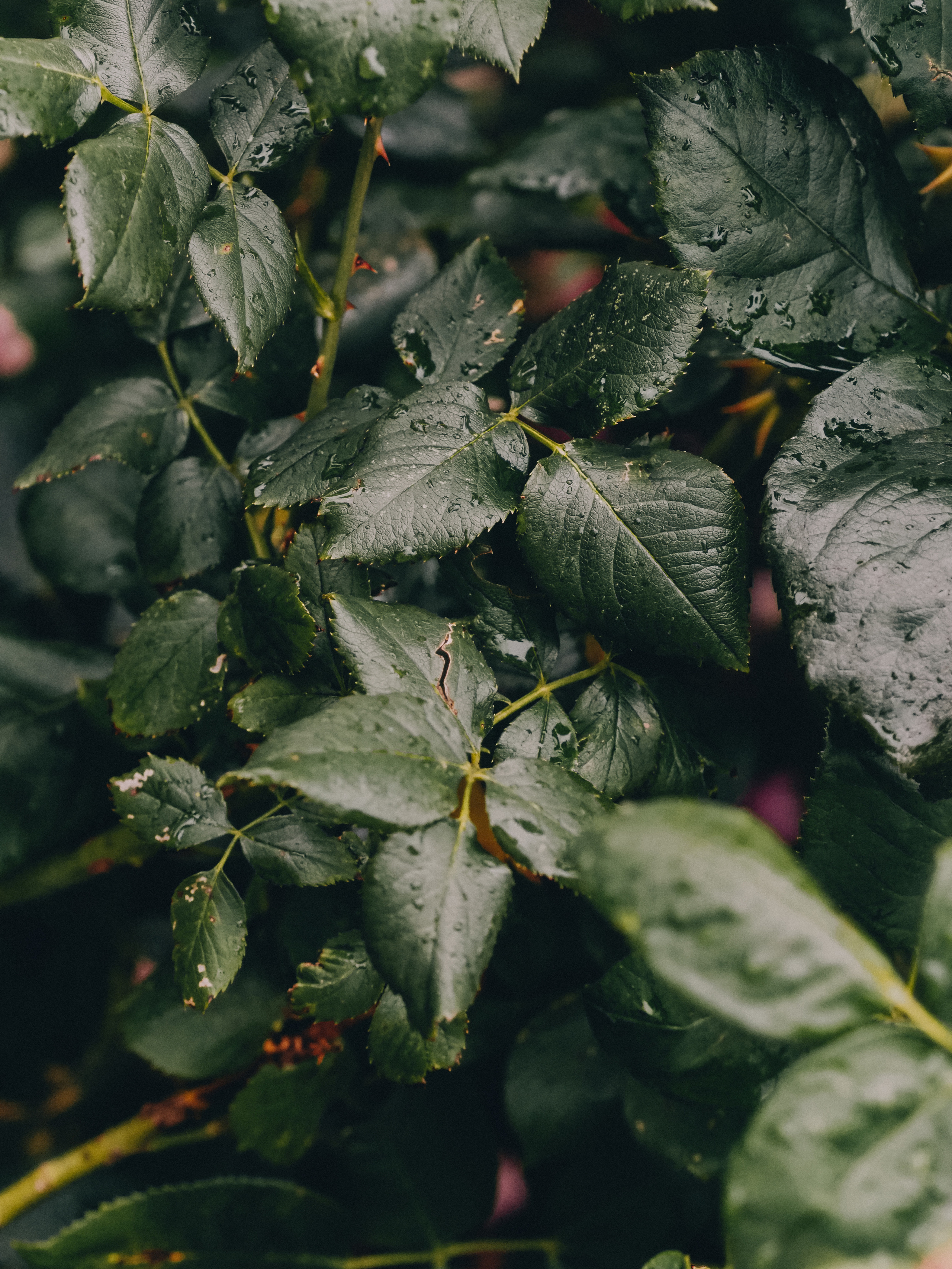 ГМУ. Фотограф Рязань. Семейный Свадебный фотограф