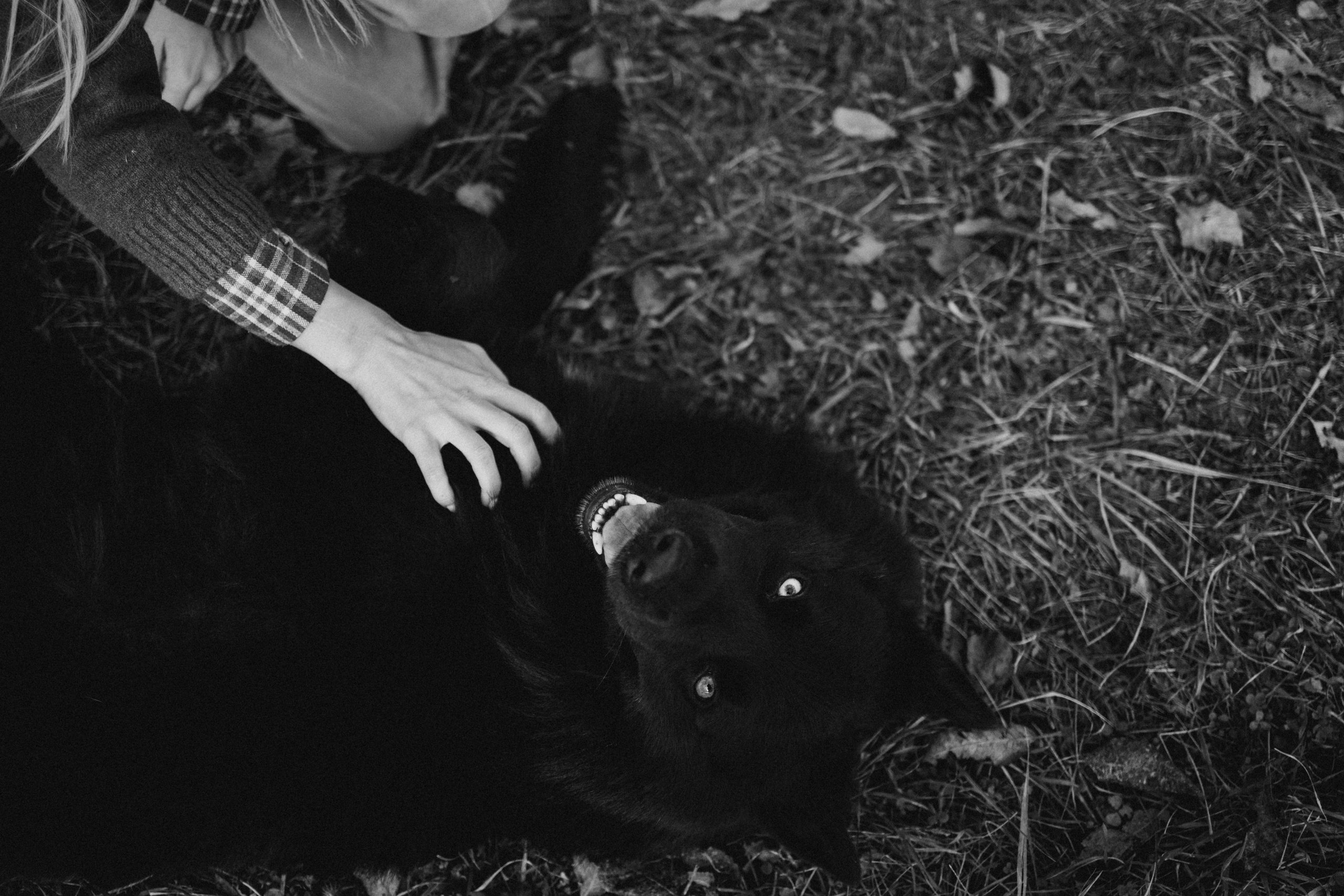 Лора и Джанго. Фотограф — Анималист | Санкт-Петербург