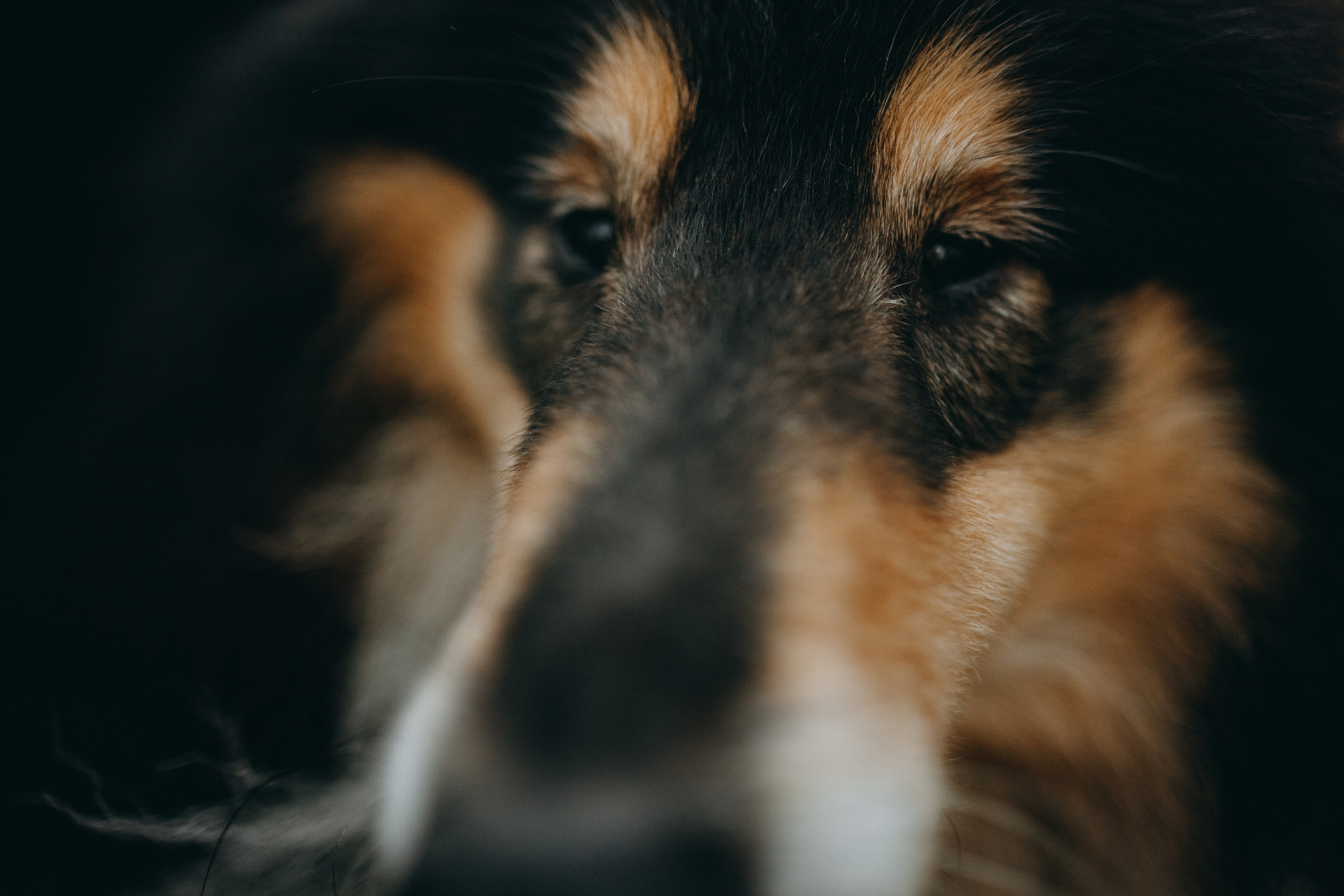 Ия и Барт. Фотограф — Анималист | Санкт-Петербург