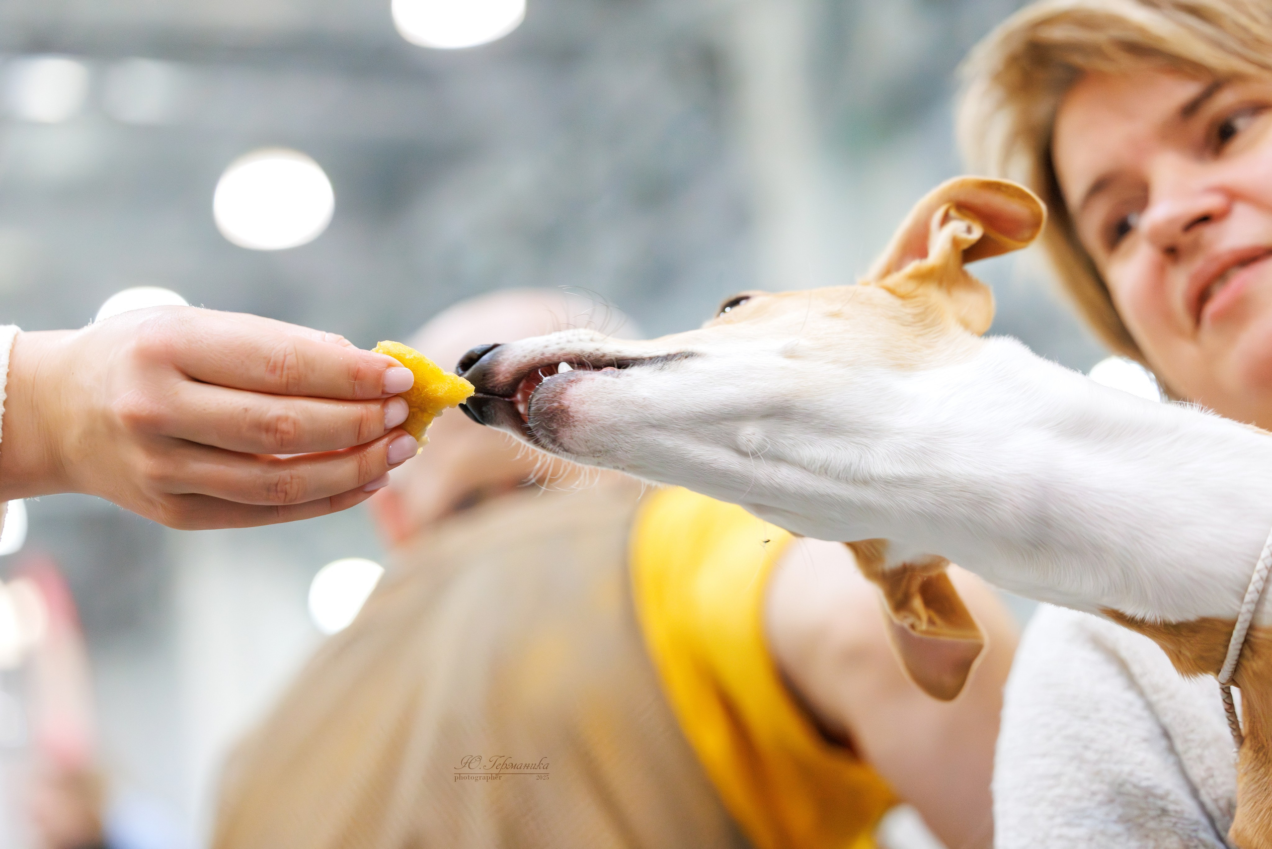 Питер ротвейлеры 18.01,Крокус 19.01.2025. Фотограф-анималист Юлия Германика