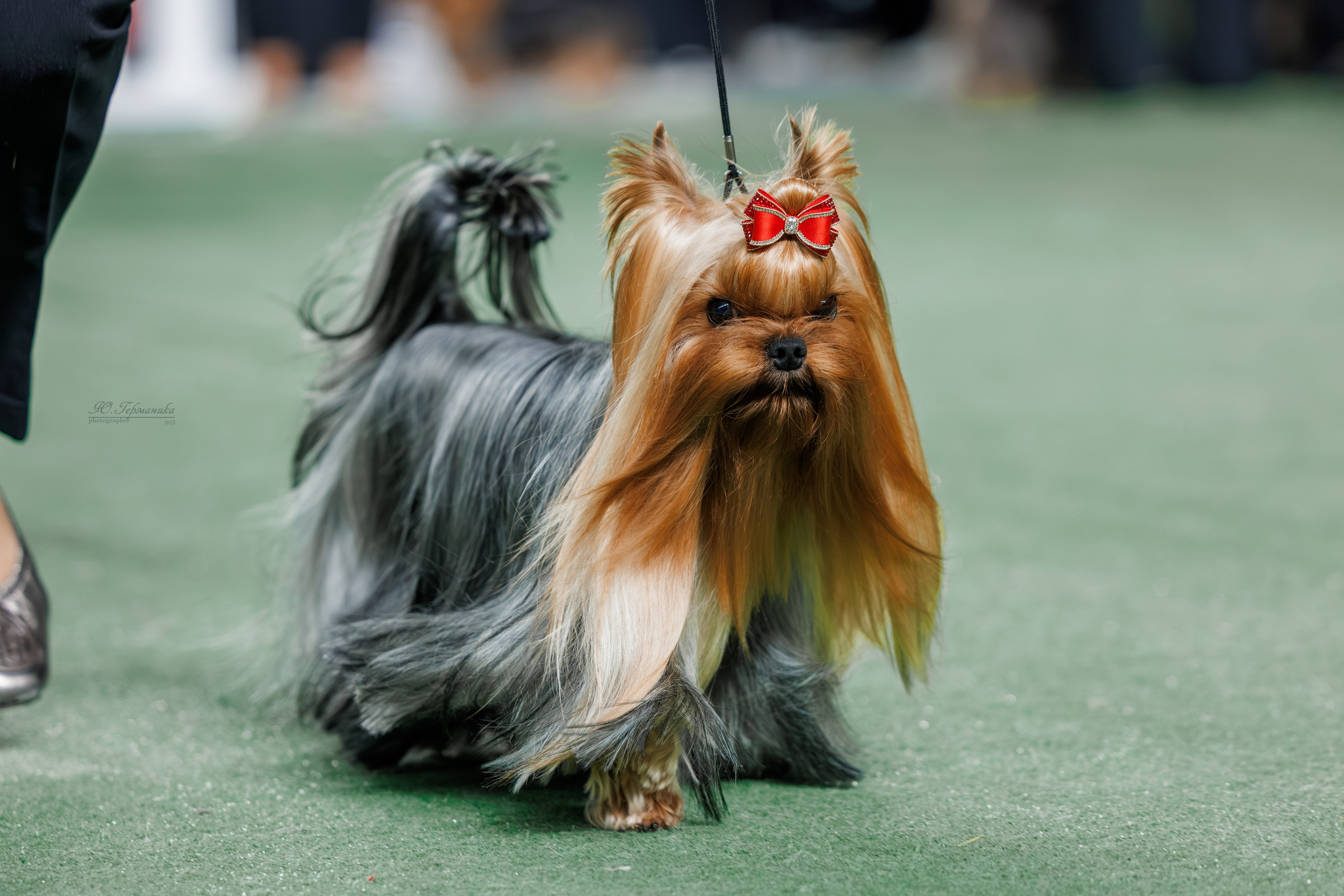 Телави 11-12.10.2025. Фотограф-анималист Юлия Германика