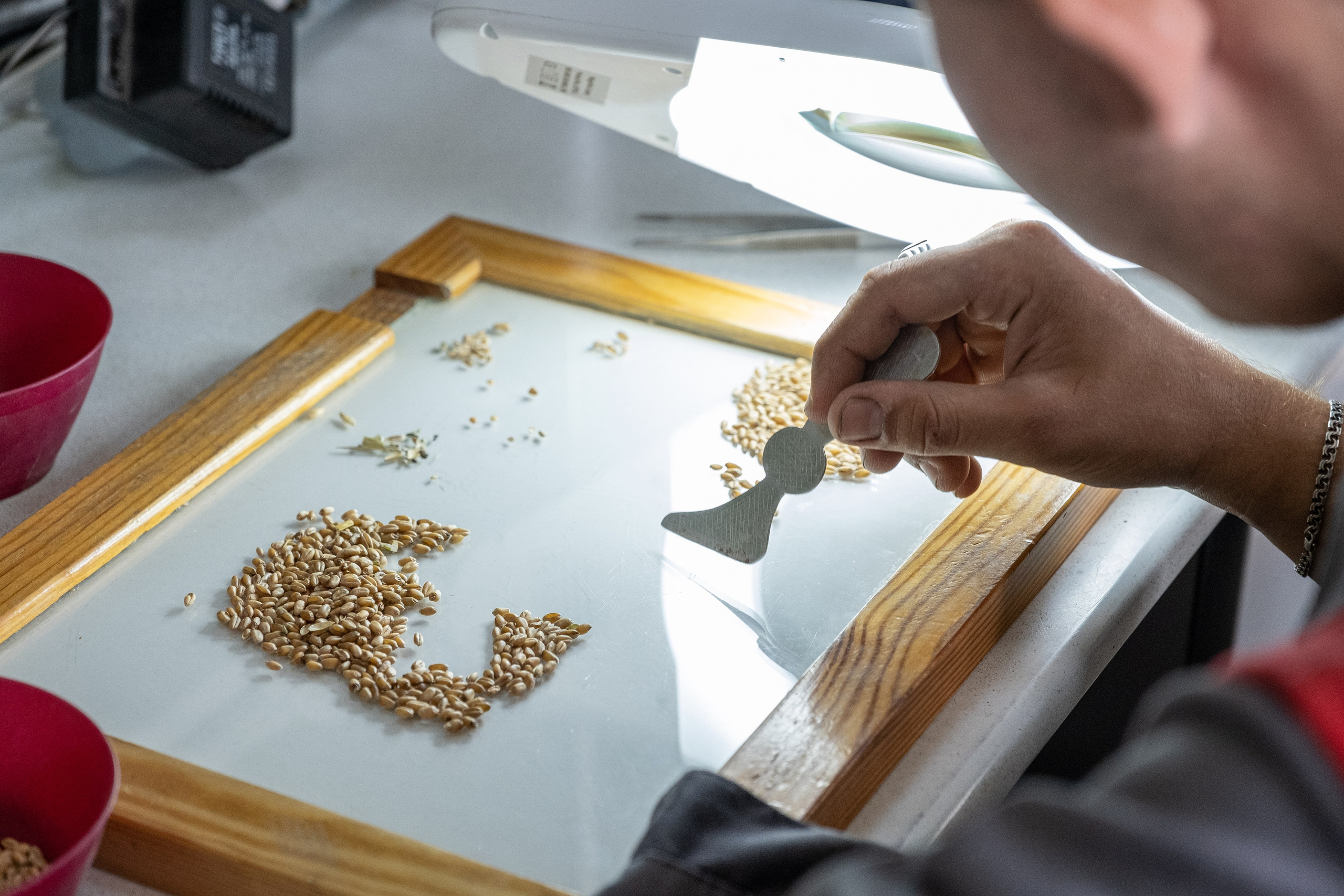 Лаборатория элеватора оценка новой партии пшеницы 