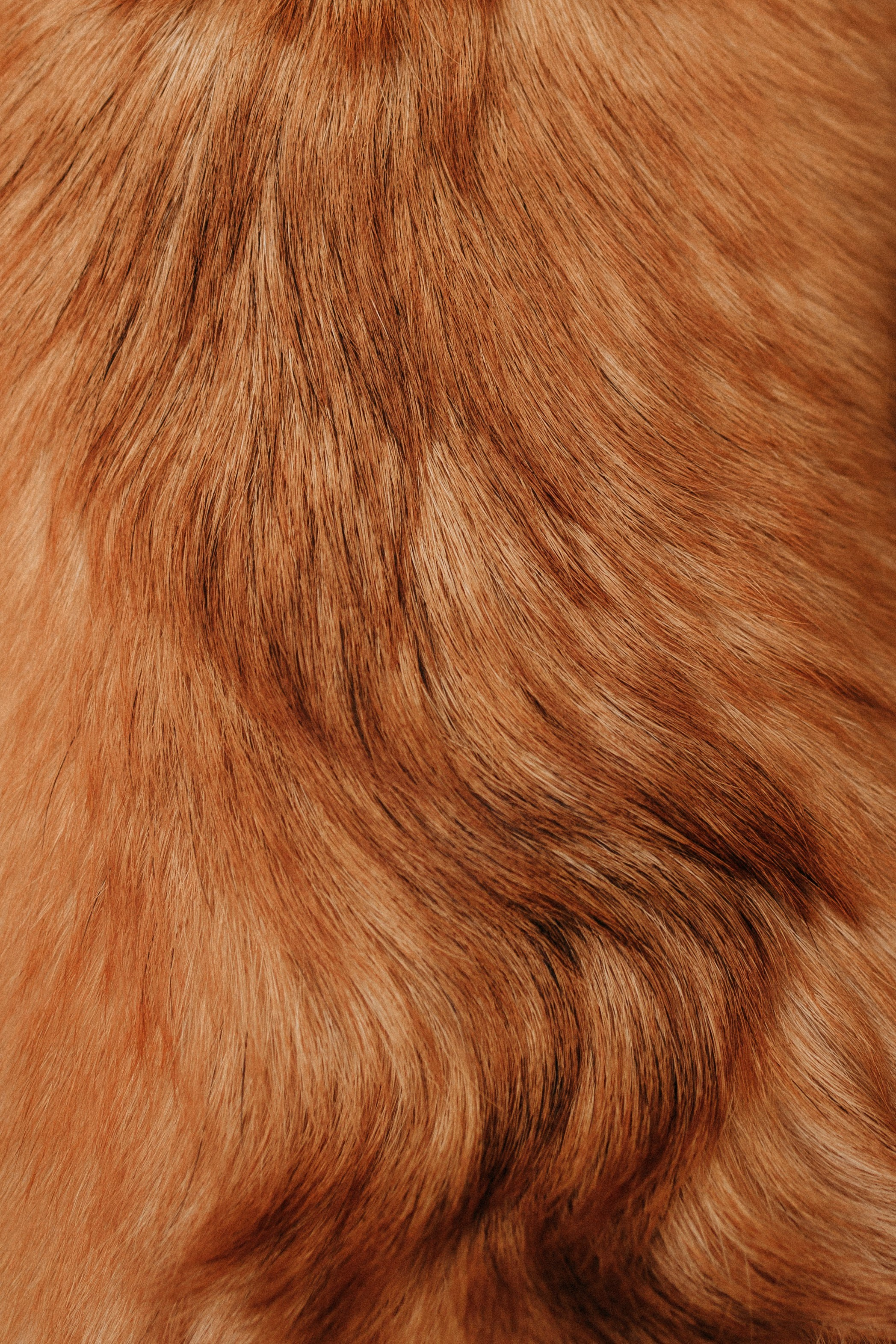 Вера, Саша и Муна. Фотограф-анималист Елена Радченко, Москва