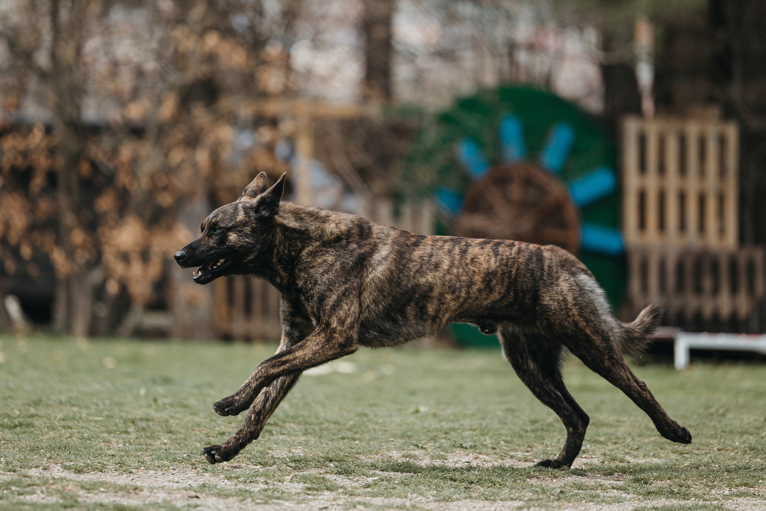 Геленджик Мондьоринг. Фотограф-анималист Анна Маринич