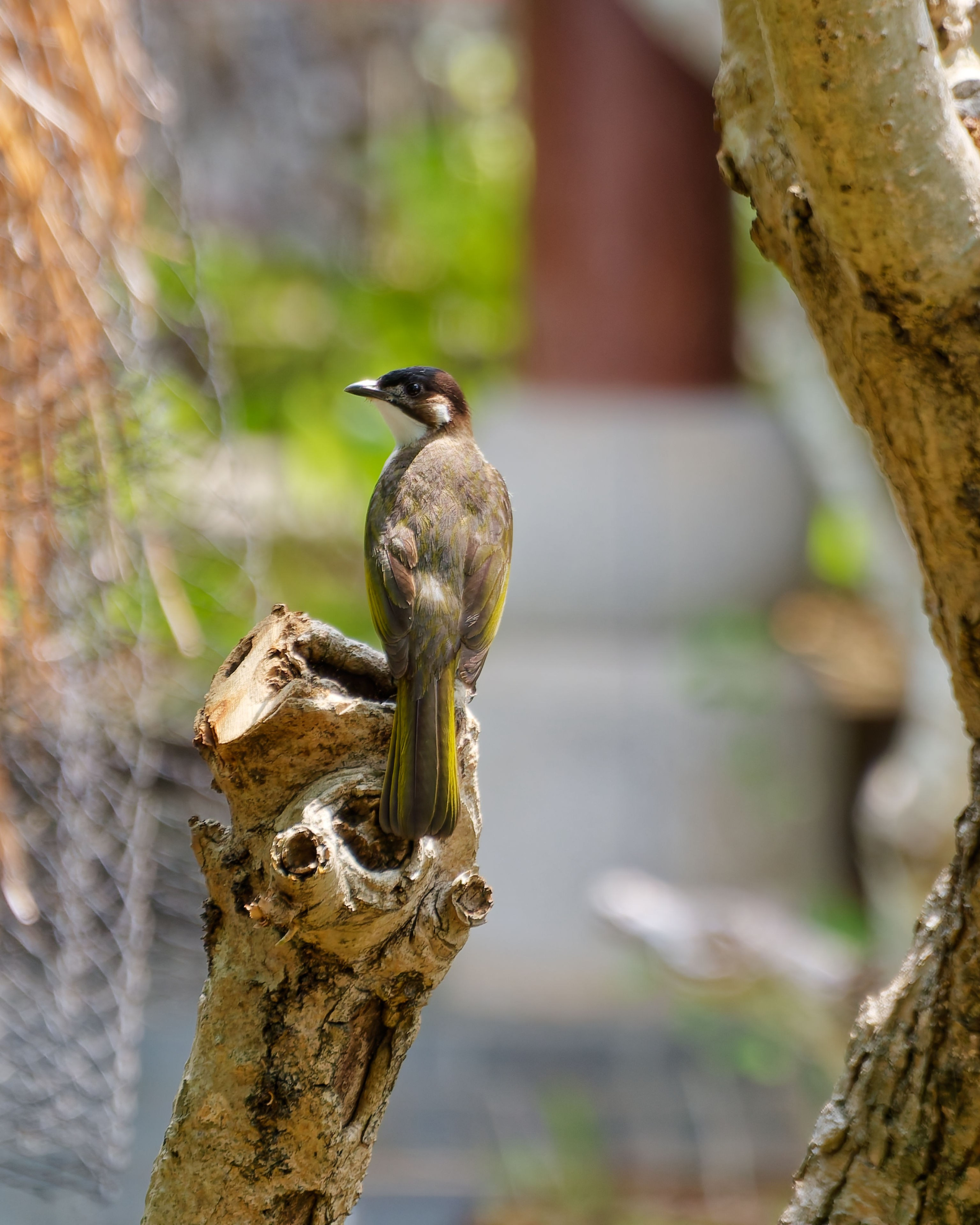Хайнань 2026, птицы острова. Фотопрогулки по Миру