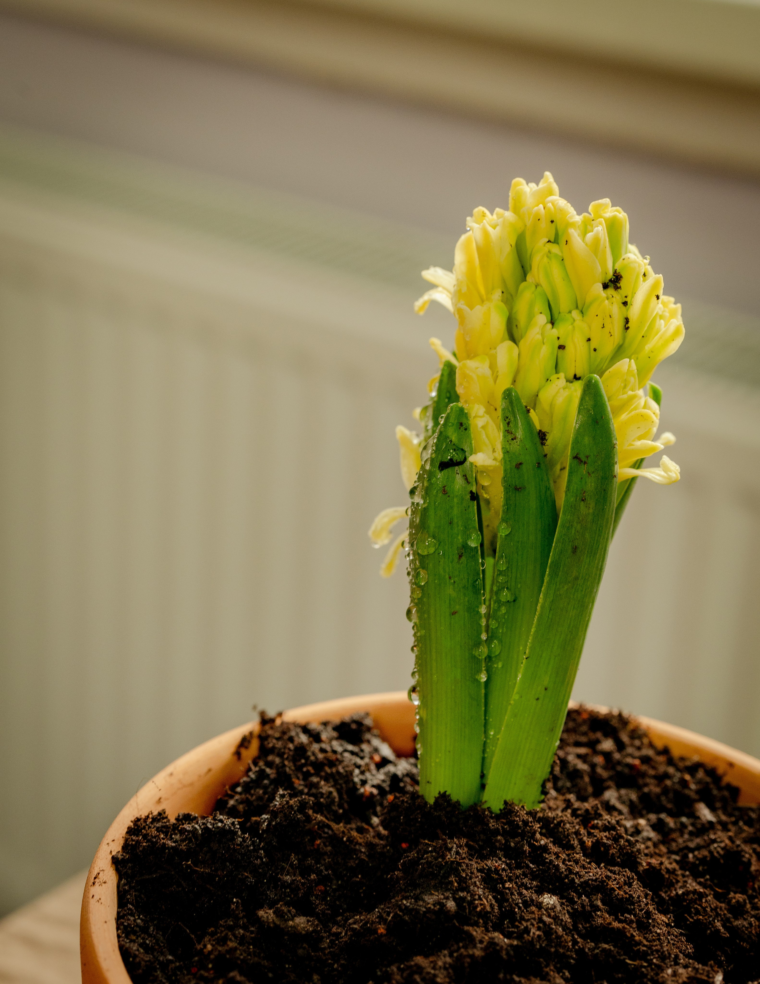 Весна 2 класс. Портретный и семейный фотограф в Москве/Видное