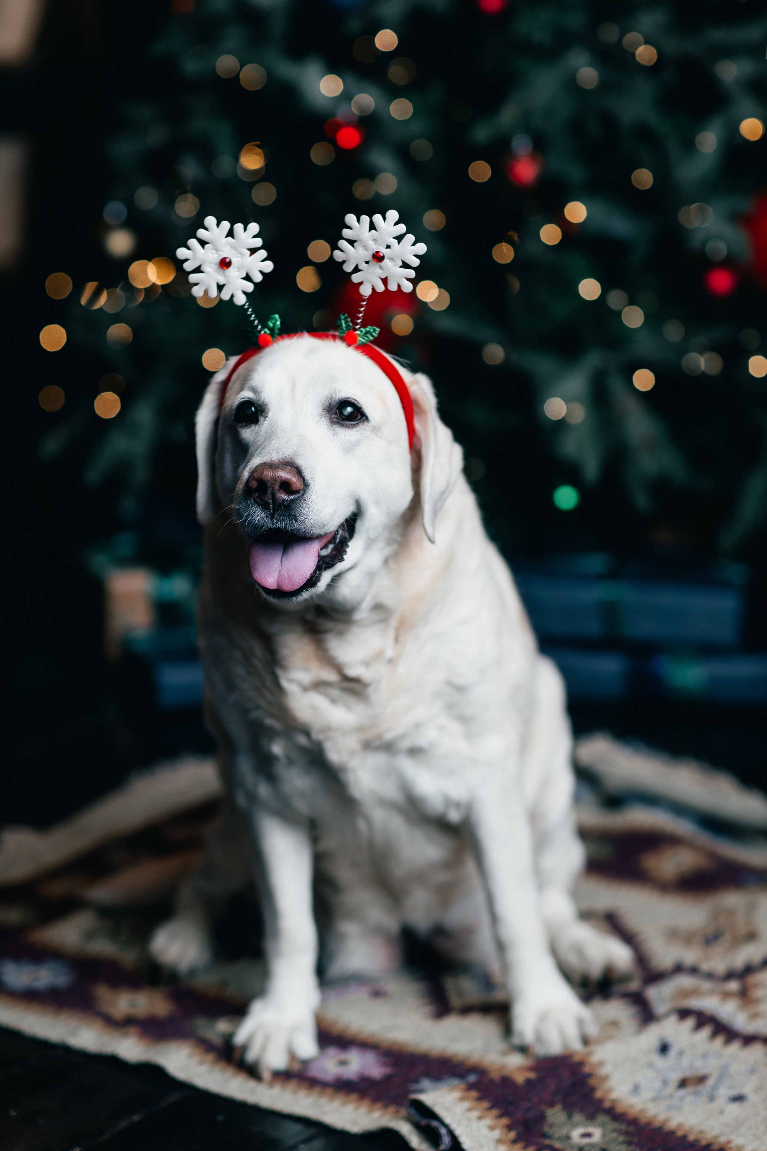 Новогодние фотопроекты. Свадебный и семейный фотограф в Нижнем Новгороде и Москве Сергей Полян
