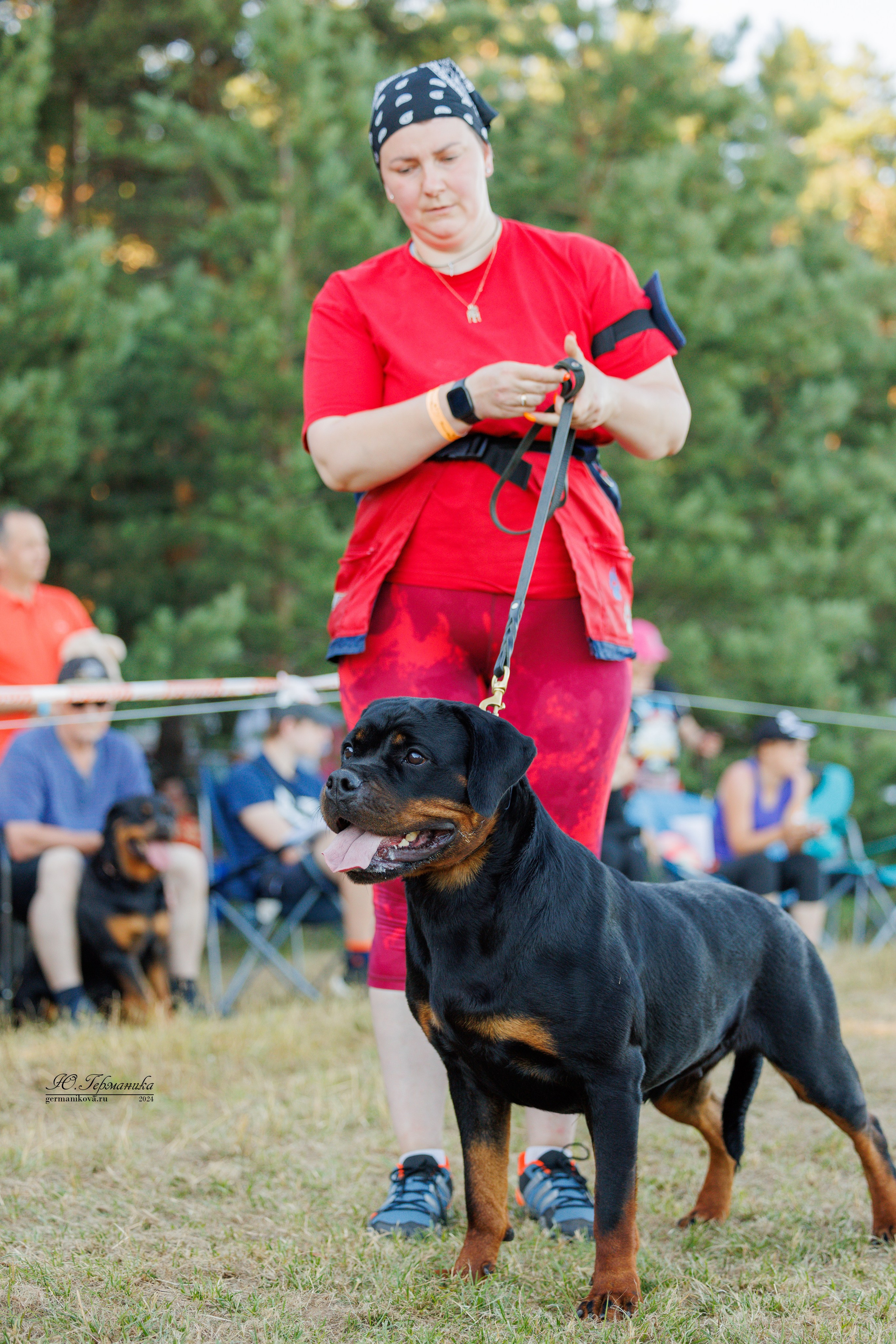 ПК и КЧК ротвейлеры Тверь 6-7.07.2024. Фотограф-анималист Юлия Германика