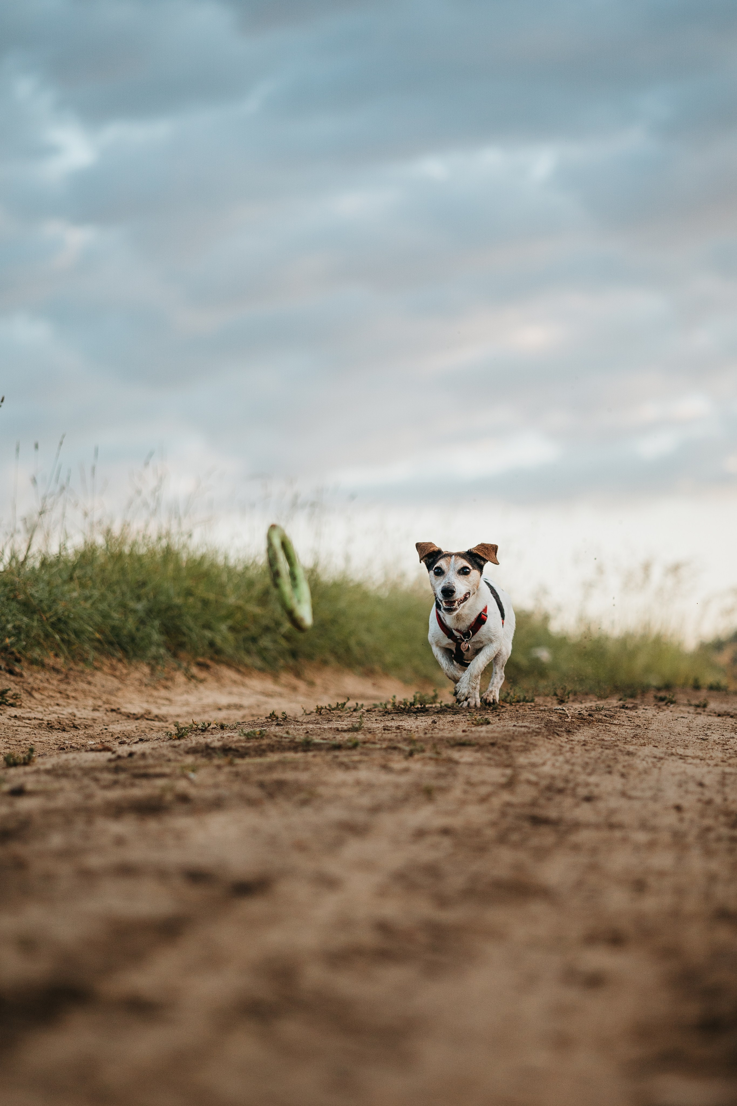 Маша и Персик. Фотограф — Анималист | Санкт-Петербург