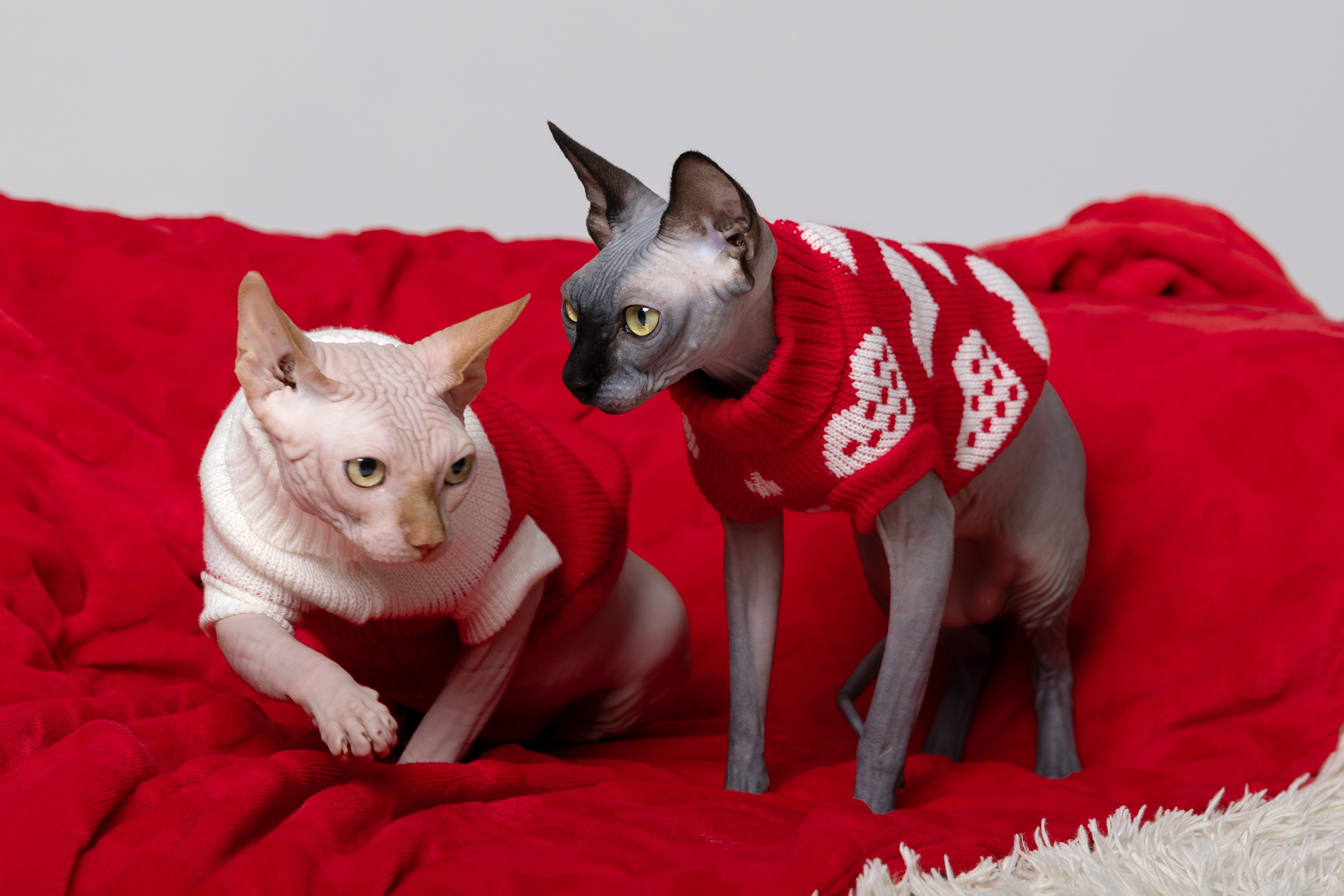 Маргарита и Никита и их сфинксы. Фотограф в Санкт-Петербурге Козырь Олеся