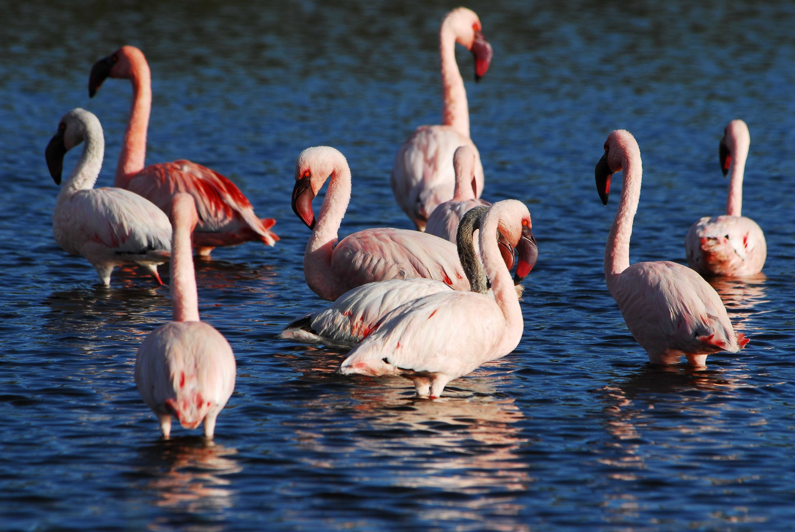Килиманджаро. Заставка