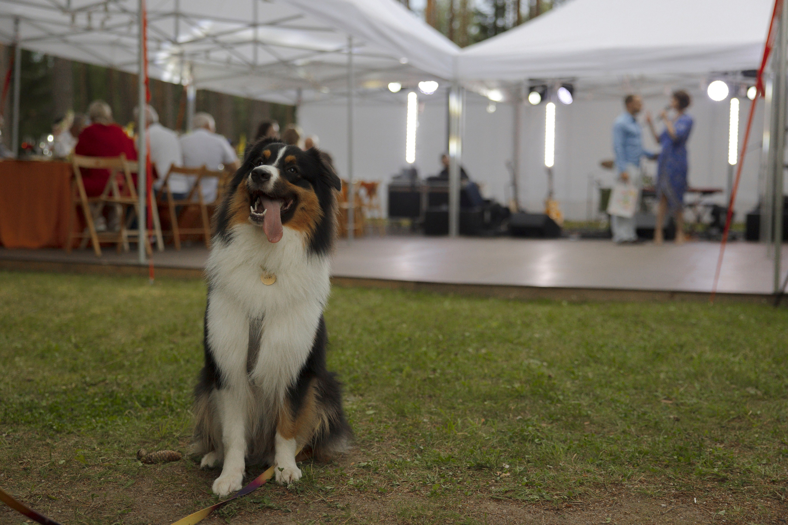 Mamma Mia! (Игорь & Катя). Wed Photographers 📷 Saint Petersburg