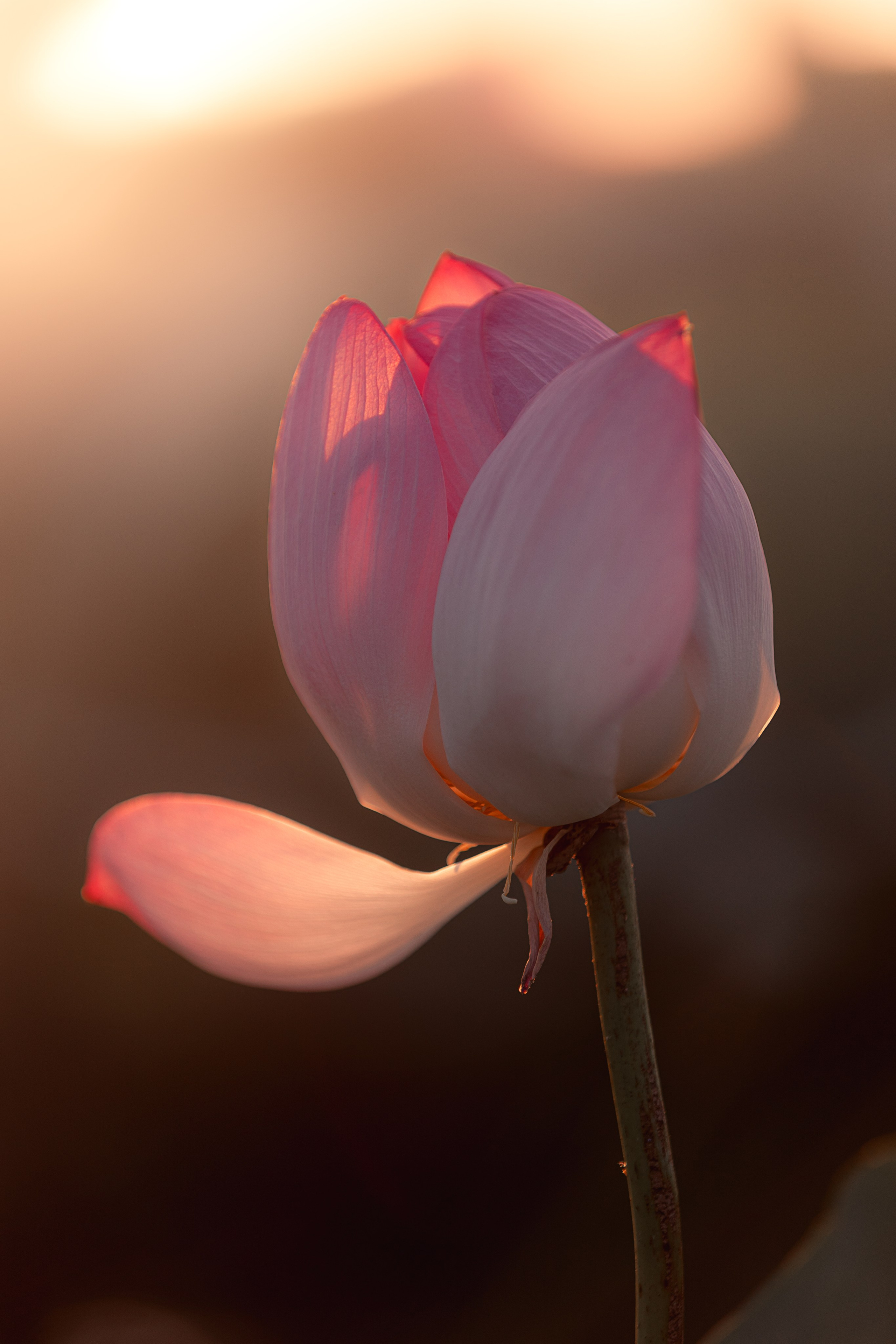 Астраханская область 2025 | Фотограф Дмитрий Купрацевич. Дмитрий Купрацевич профессиональный пейзажный и travel-фотограф