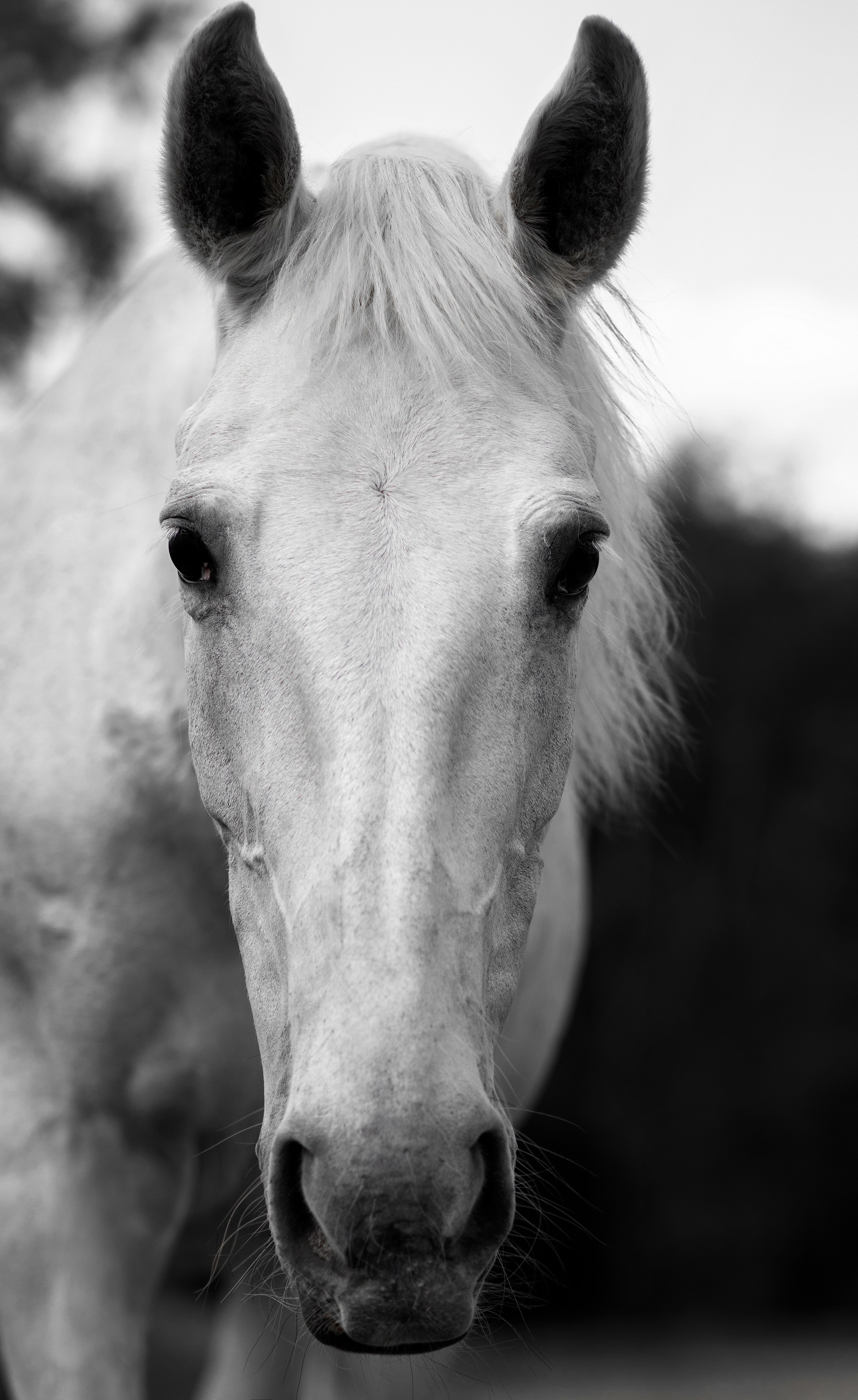 Лошади. Конный фотограф в Саратове Юлия Иванова