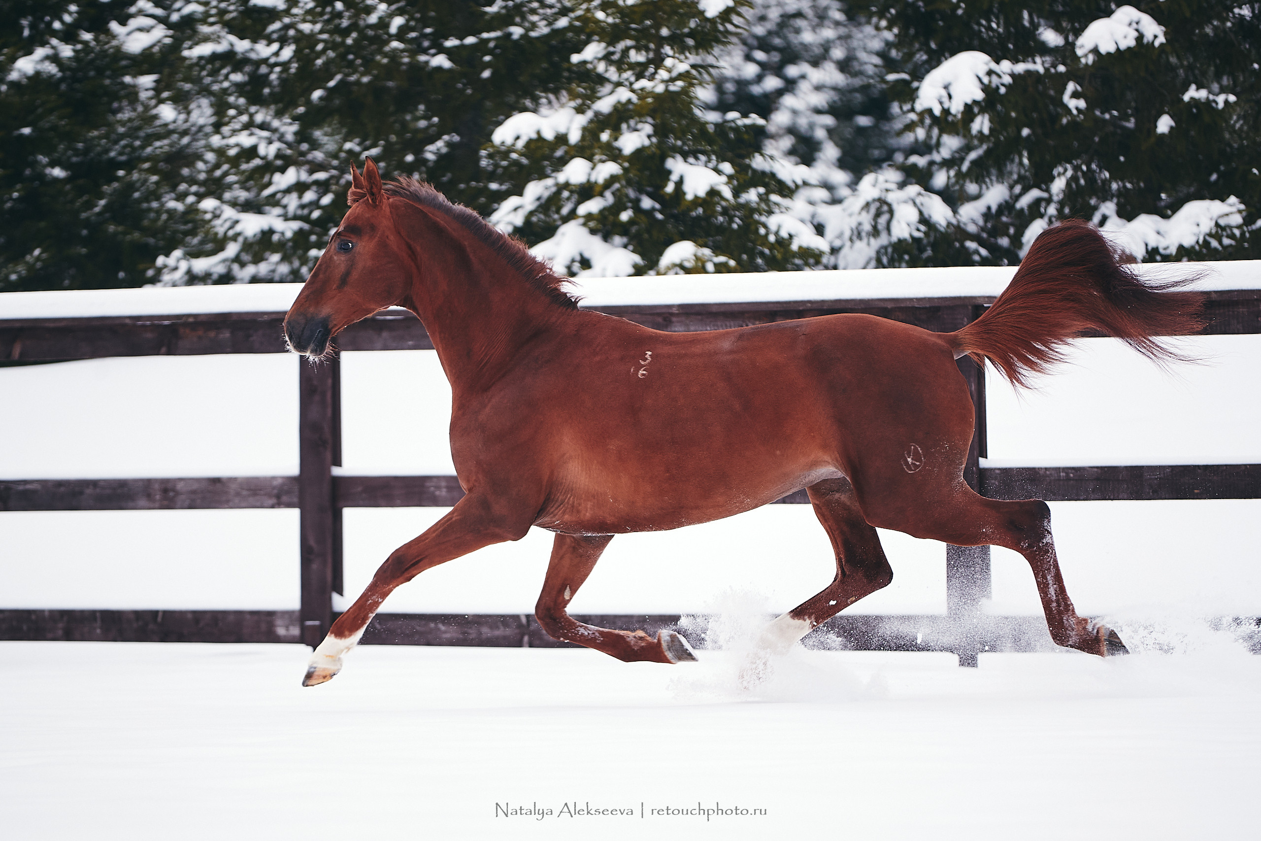 Анастасия и Софийск, КСК Отрада. Репортажный фотограф и ретушер в Москве Наталья Алексеева