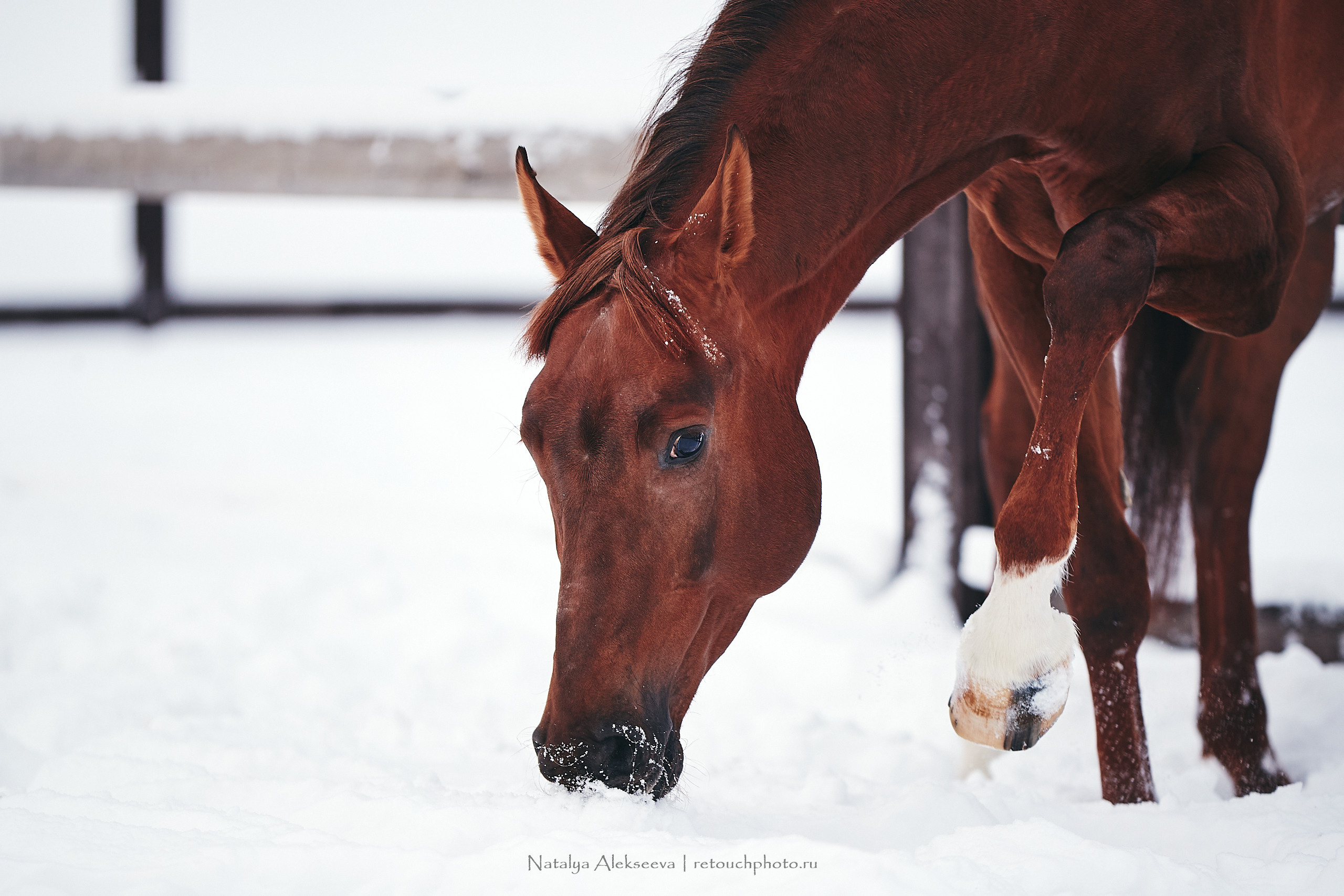 Анастасия и Софийск, КСК Отрада. Репортажный фотограф и ретушер в Москве Наталья Алексеева