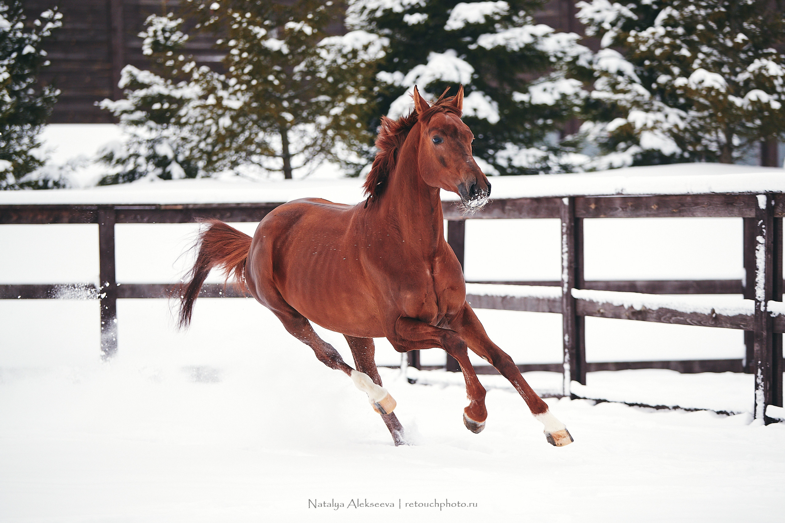 Анастасия и Софийск, КСК Отрада. Репортажный фотограф и ретушер в Москве Наталья Алексеева