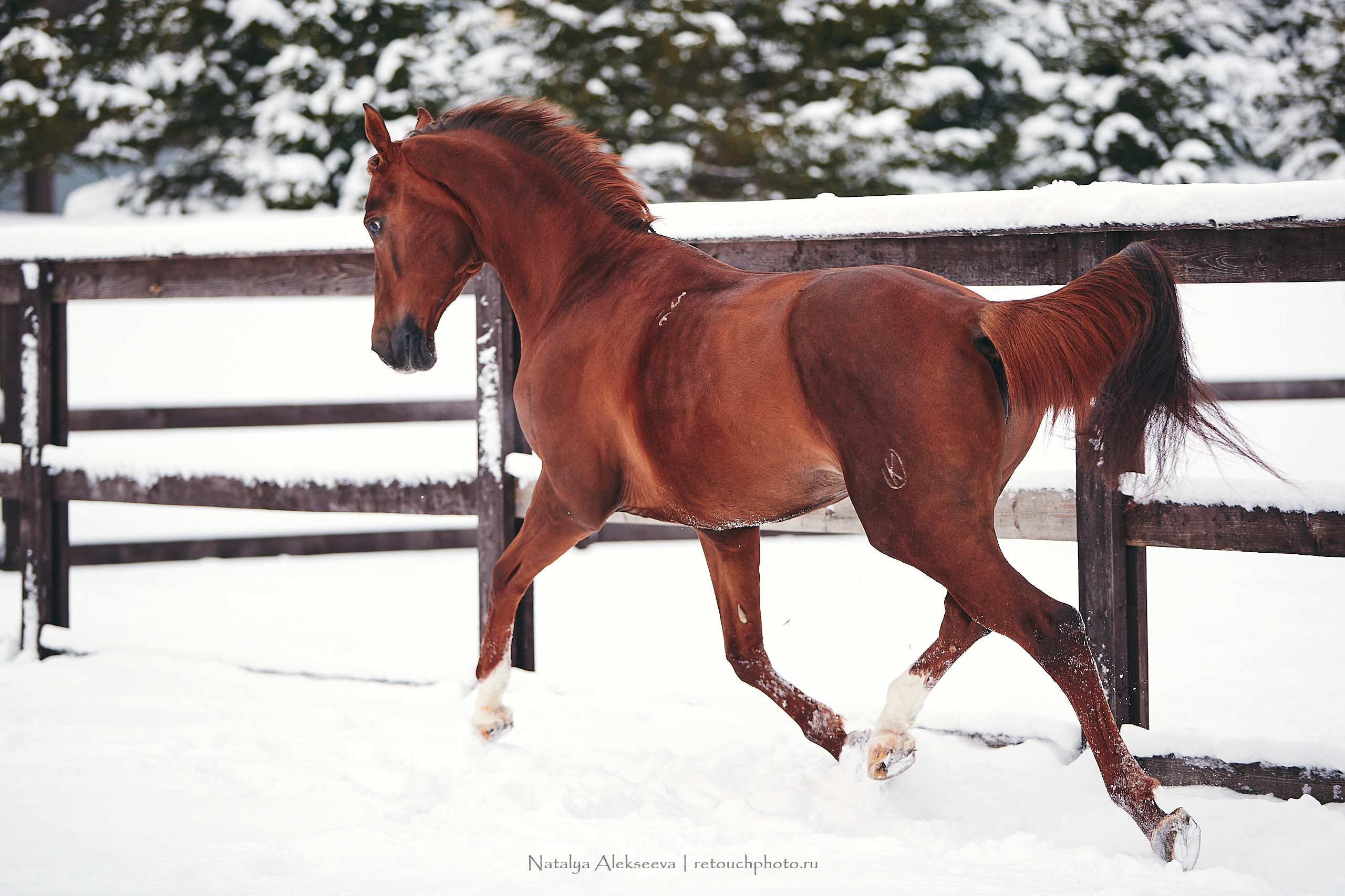 Анастасия и Софийск, КСК Отрада. Репортажный фотограф и ретушер в Москве Наталья Алексеева