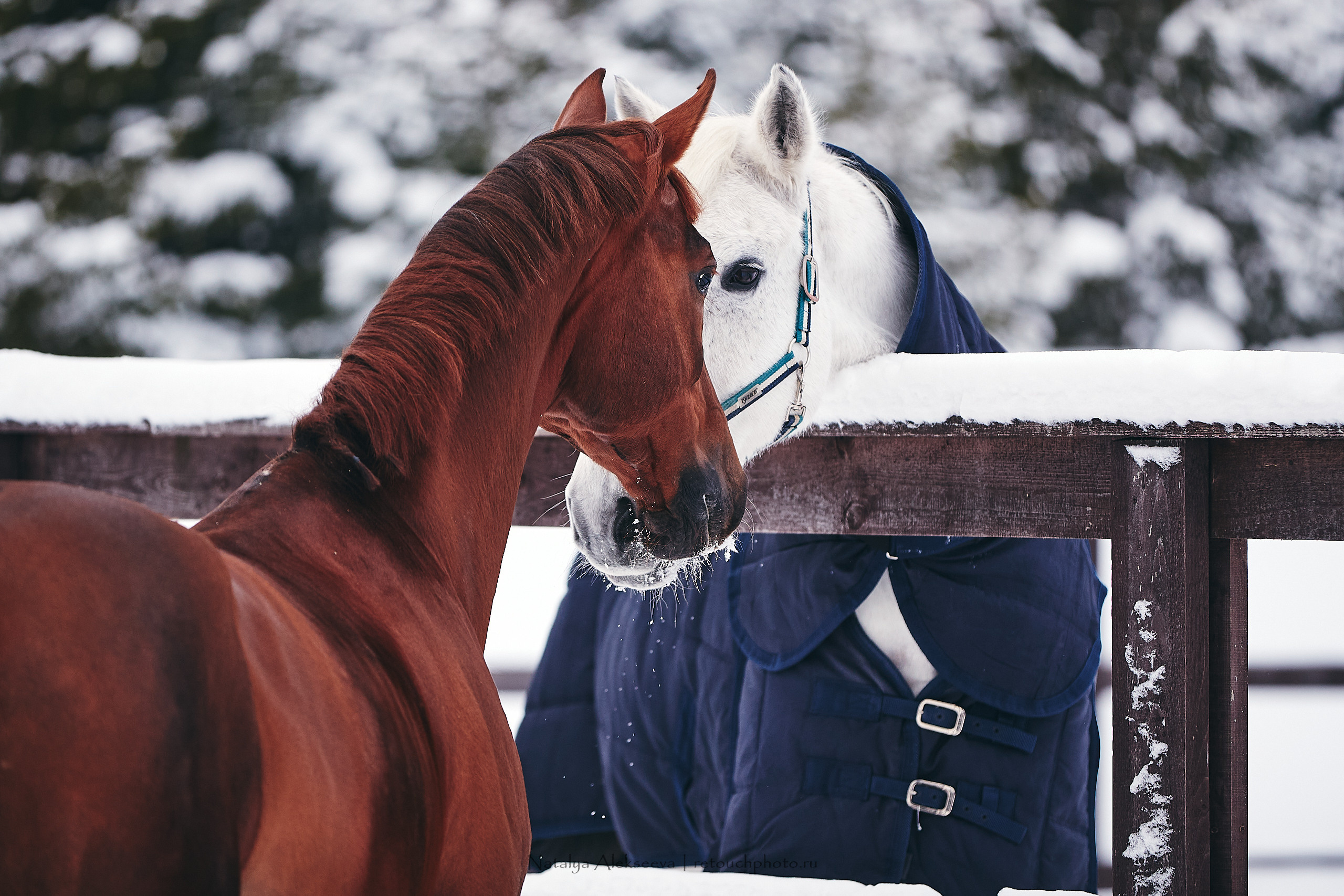 Анастасия и Софийск, КСК Отрада. Репортажный фотограф и ретушер в Москве Наталья Алексеева