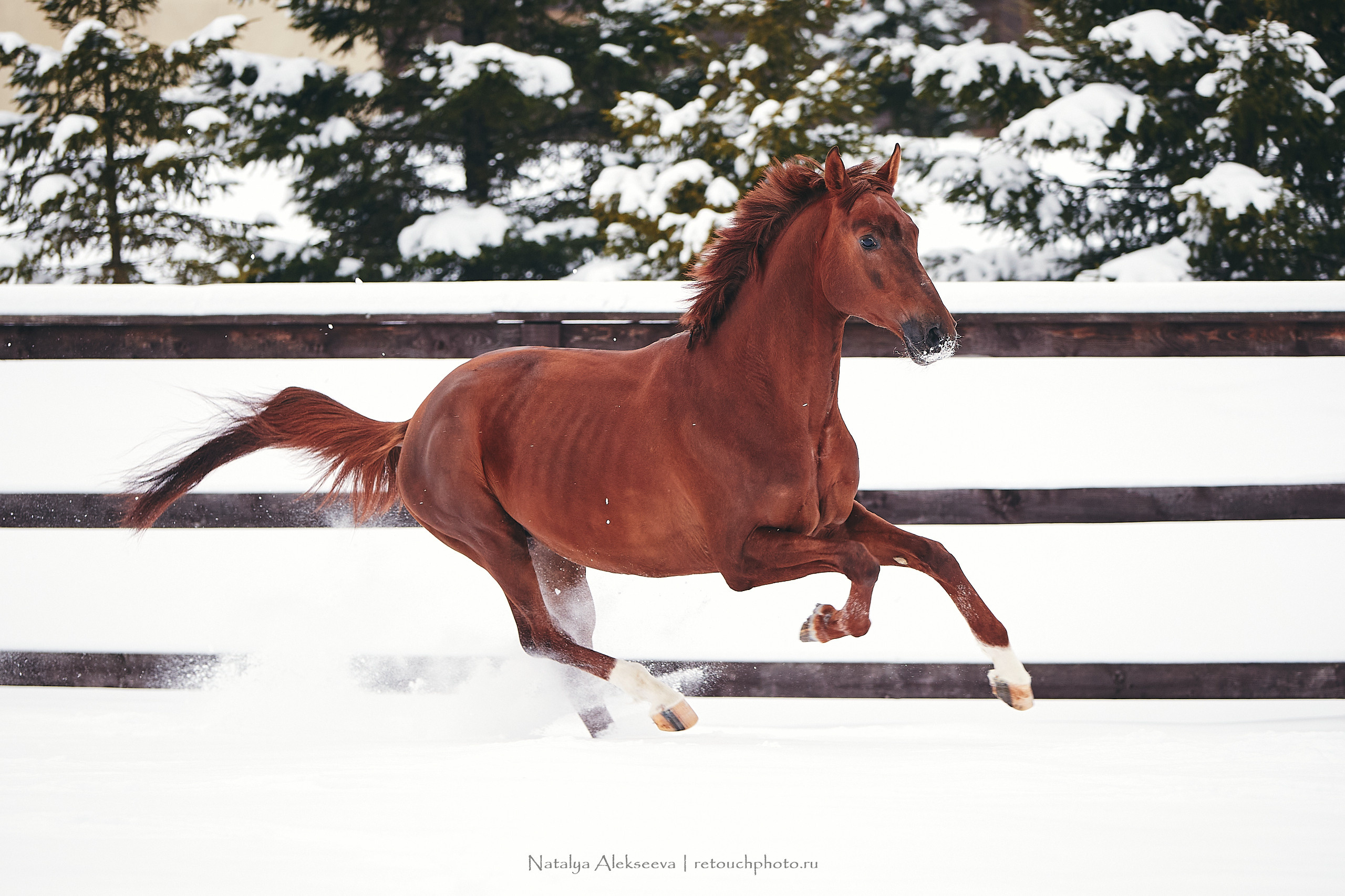 Анастасия и Софийск, КСК Отрада. Репортажный фотограф и ретушер в Москве Наталья Алексеева