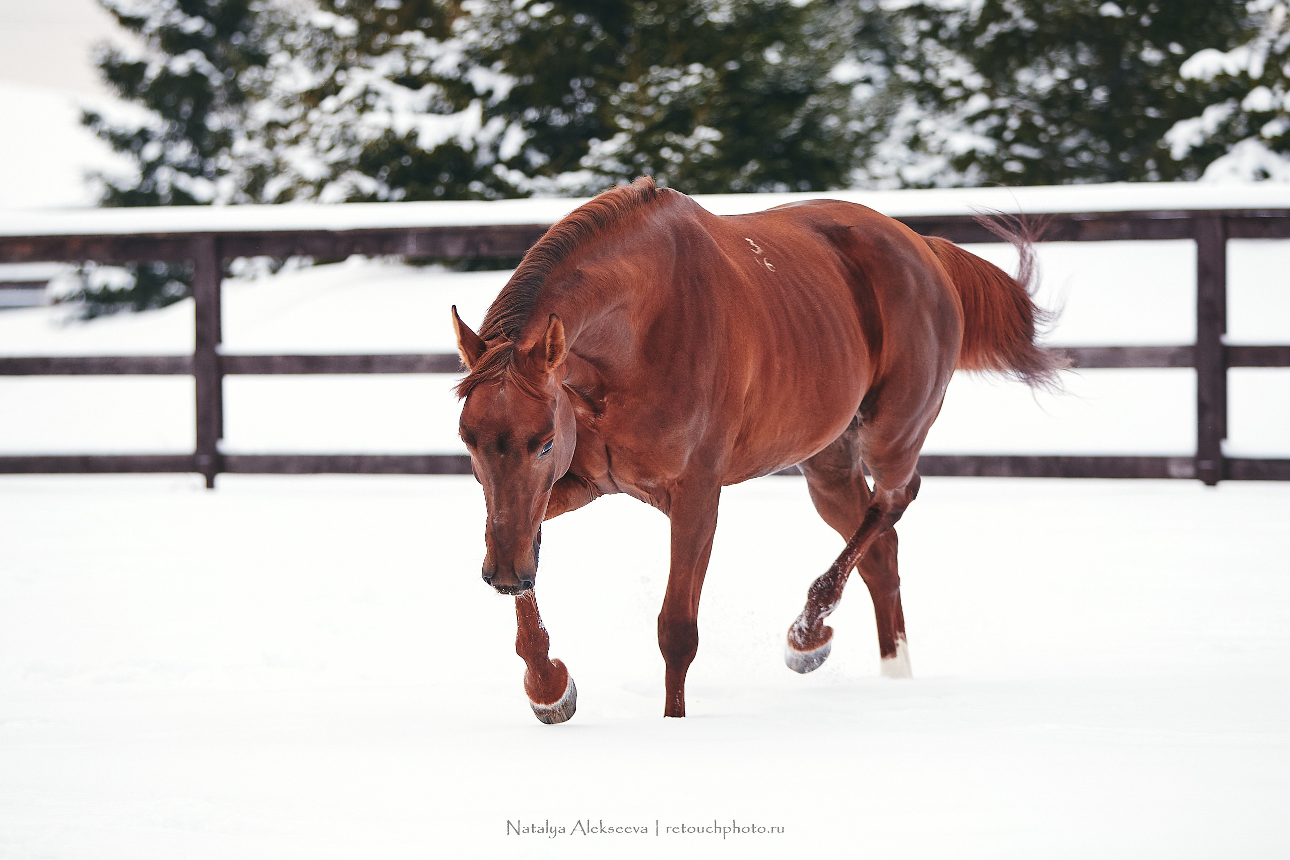 Анастасия и Софийск, КСК Отрада. Репортажный фотограф и ретушер в Москве Наталья Алексеева