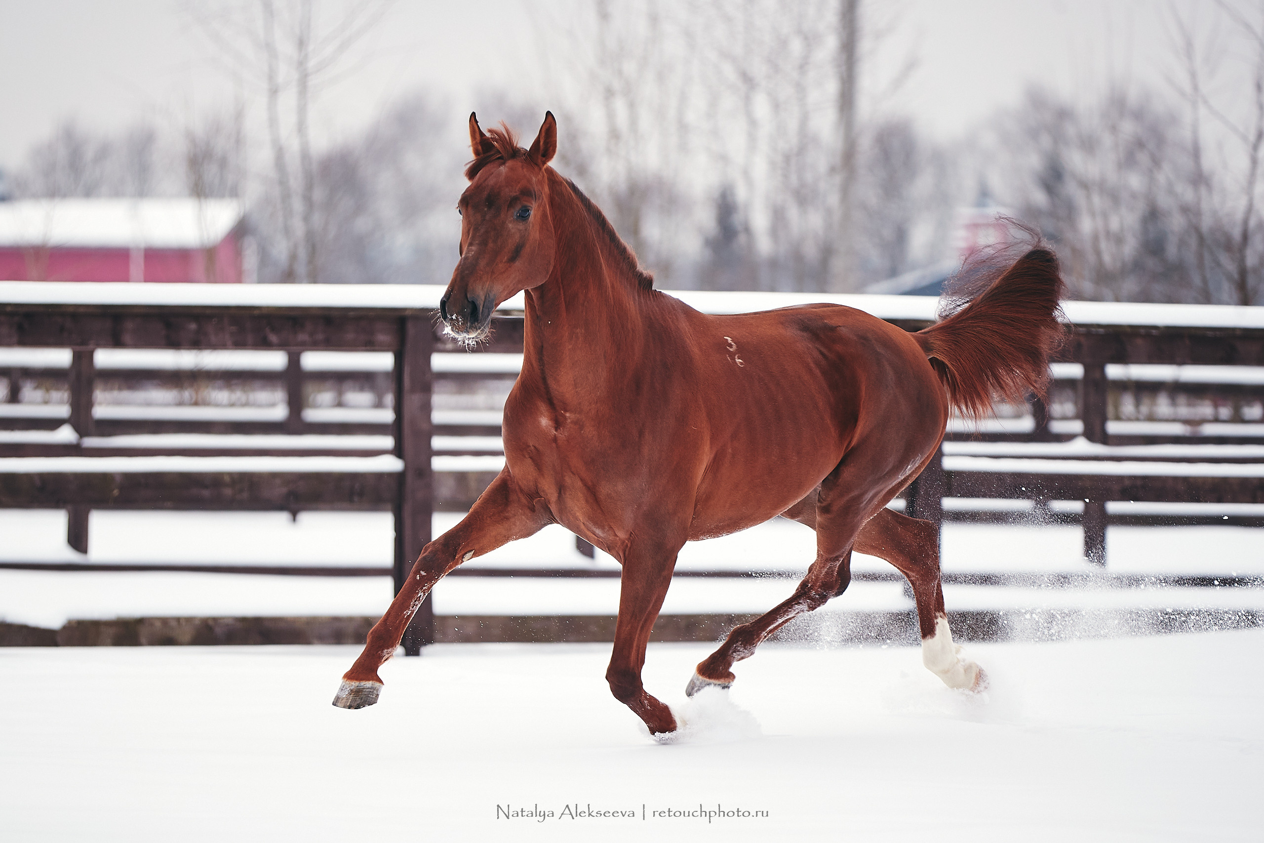 Анастасия и Софийск, КСК Отрада. Репортажный фотограф и ретушер в Москве Наталья Алексеева