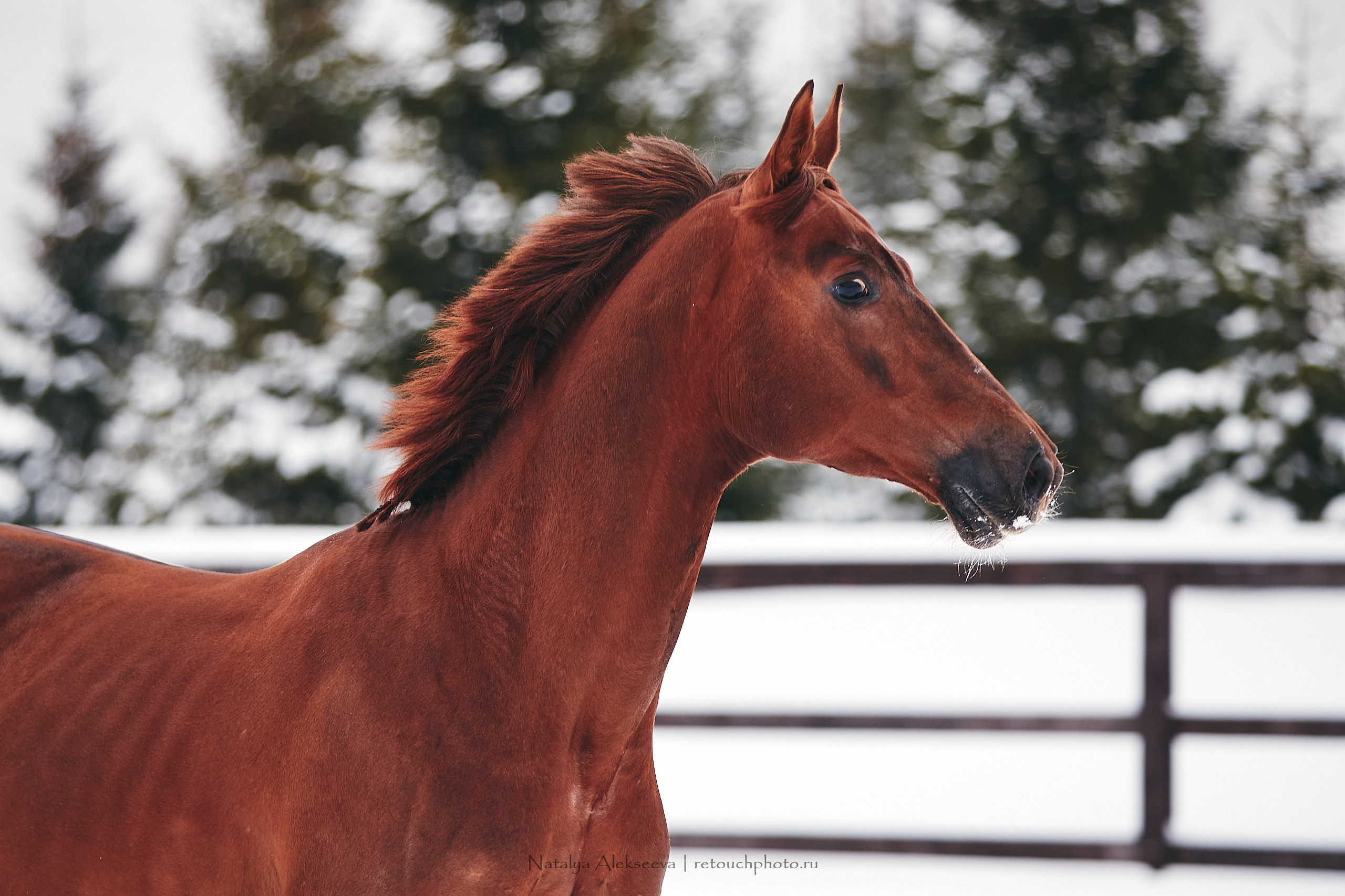 Анастасия и Софийск, КСК Отрада. Репортажный фотограф и ретушер в Москве Наталья Алексеева