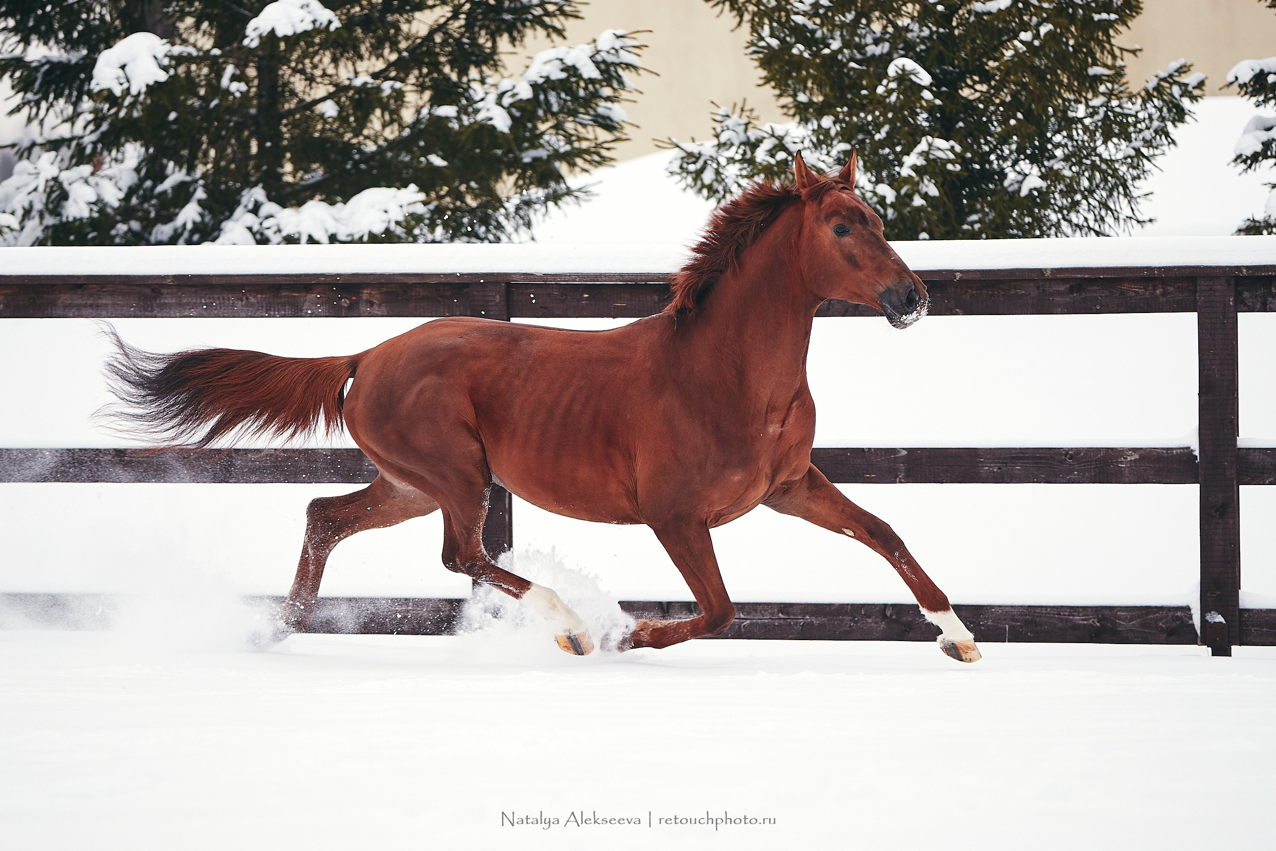 Анастасия и Софийск, КСК Отрада. Репортажный фотограф и ретушер в Москве Наталья Алексеева