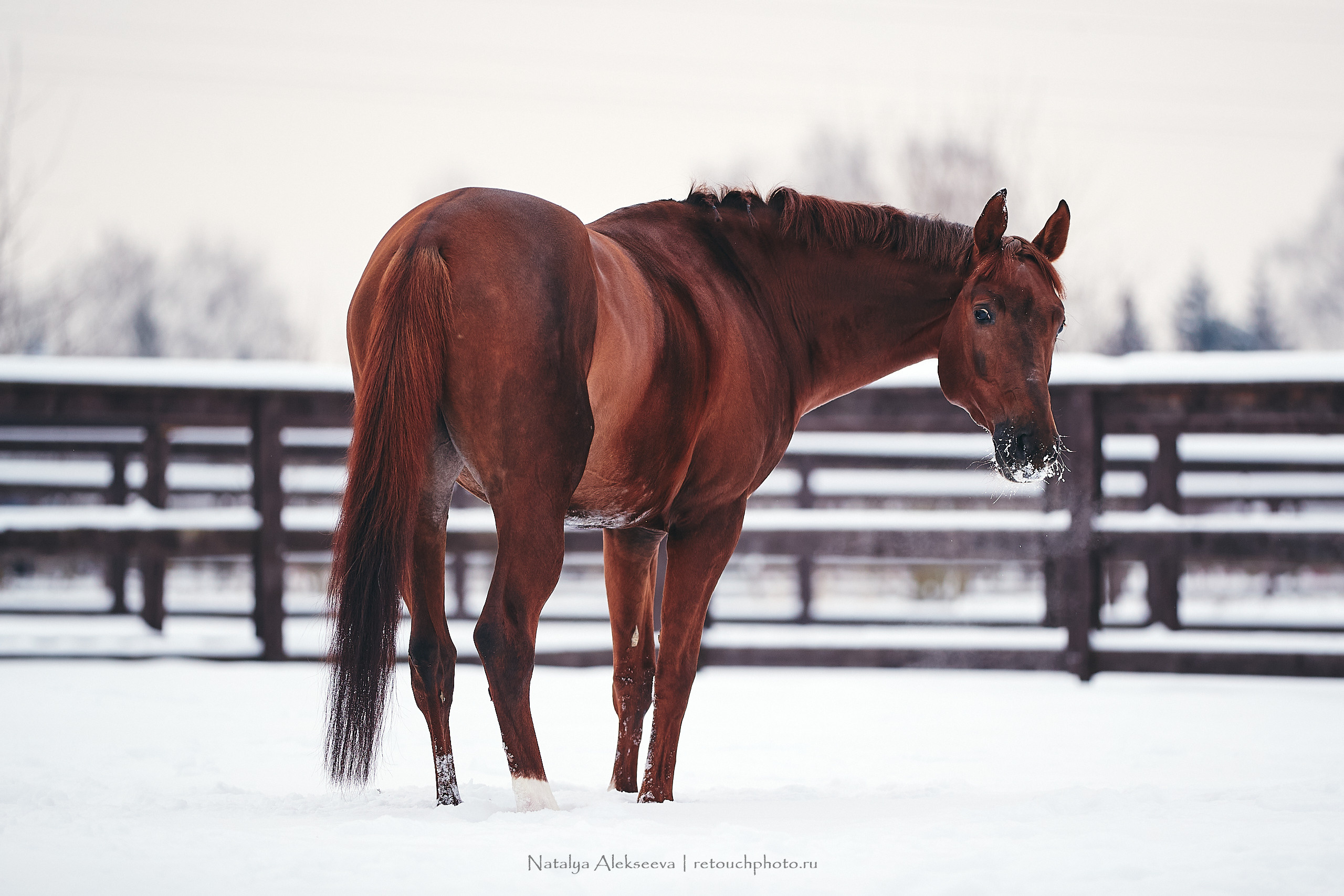 Анастасия и Софийск, КСК Отрада. Репортажный фотограф и ретушер в Москве Наталья Алексеева