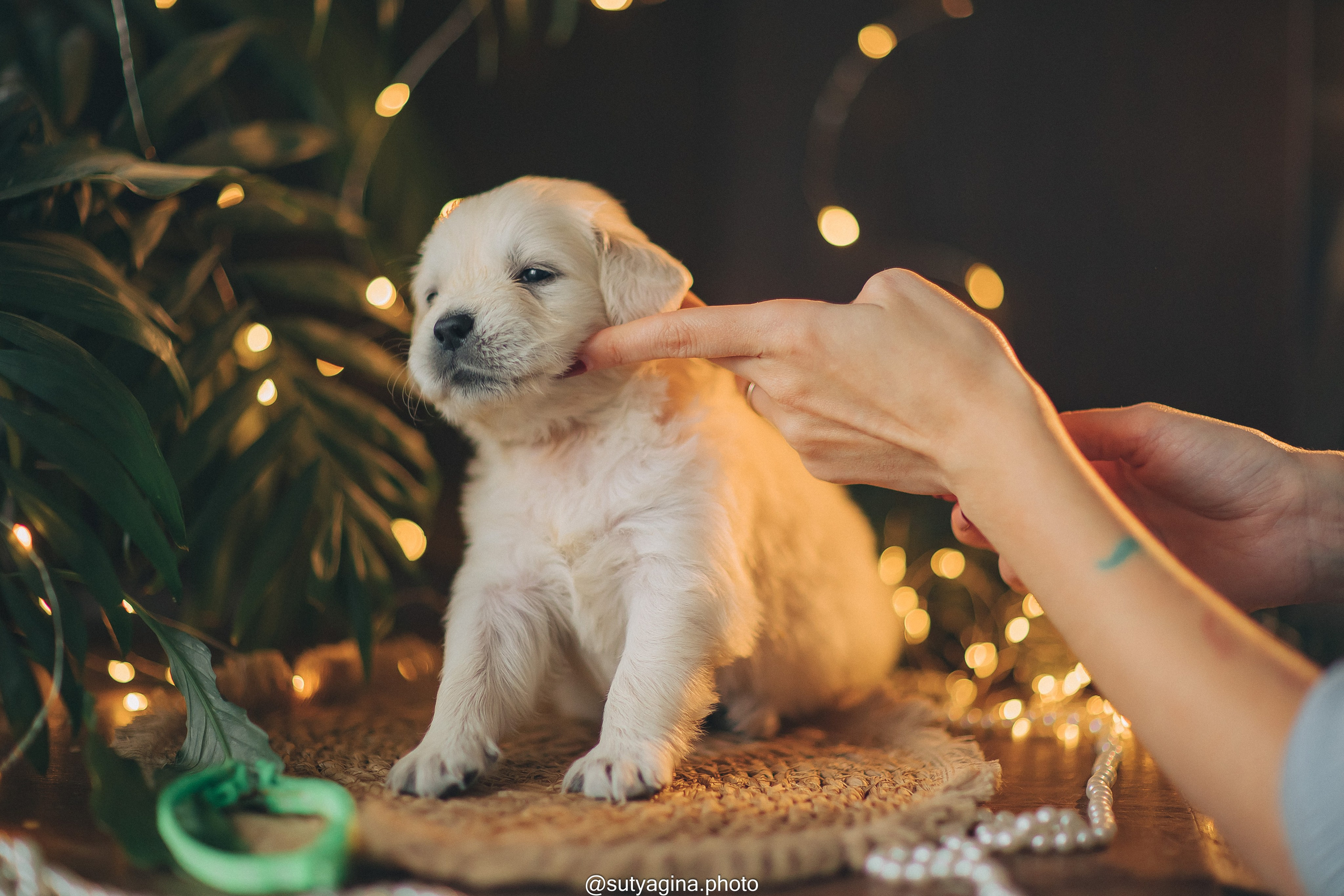 Желтая лента. Свадебный и женский фотограф