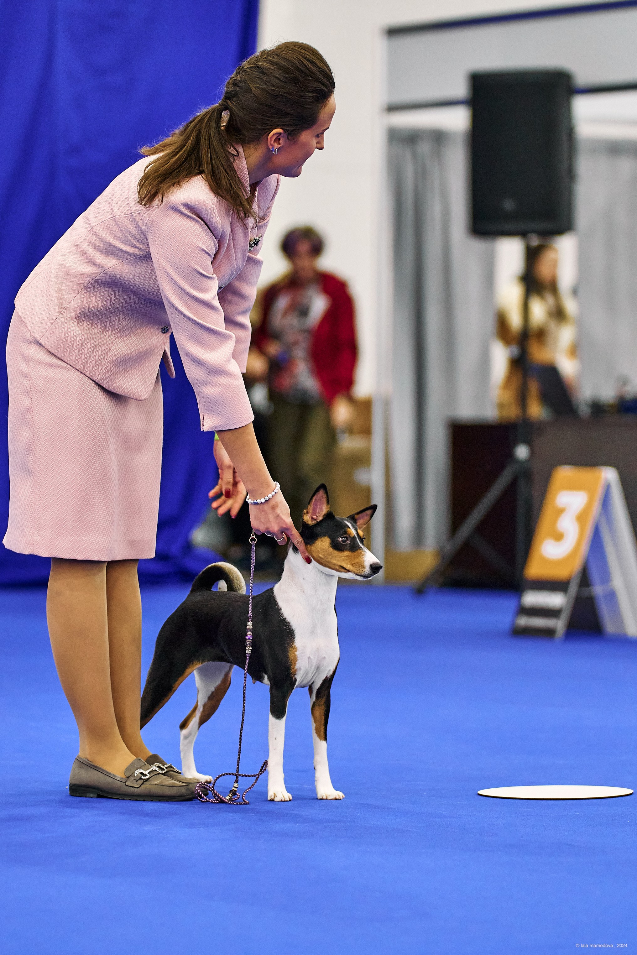 РЕЙТИНГОВАЯ ВЫСТАВКА СОБАК ВСЕХ ПОРОД С ОСОБЫМ СТАТУСОМ"НЕВСКИЙ ПОБЕДИТЕЛЬ-2024-1"