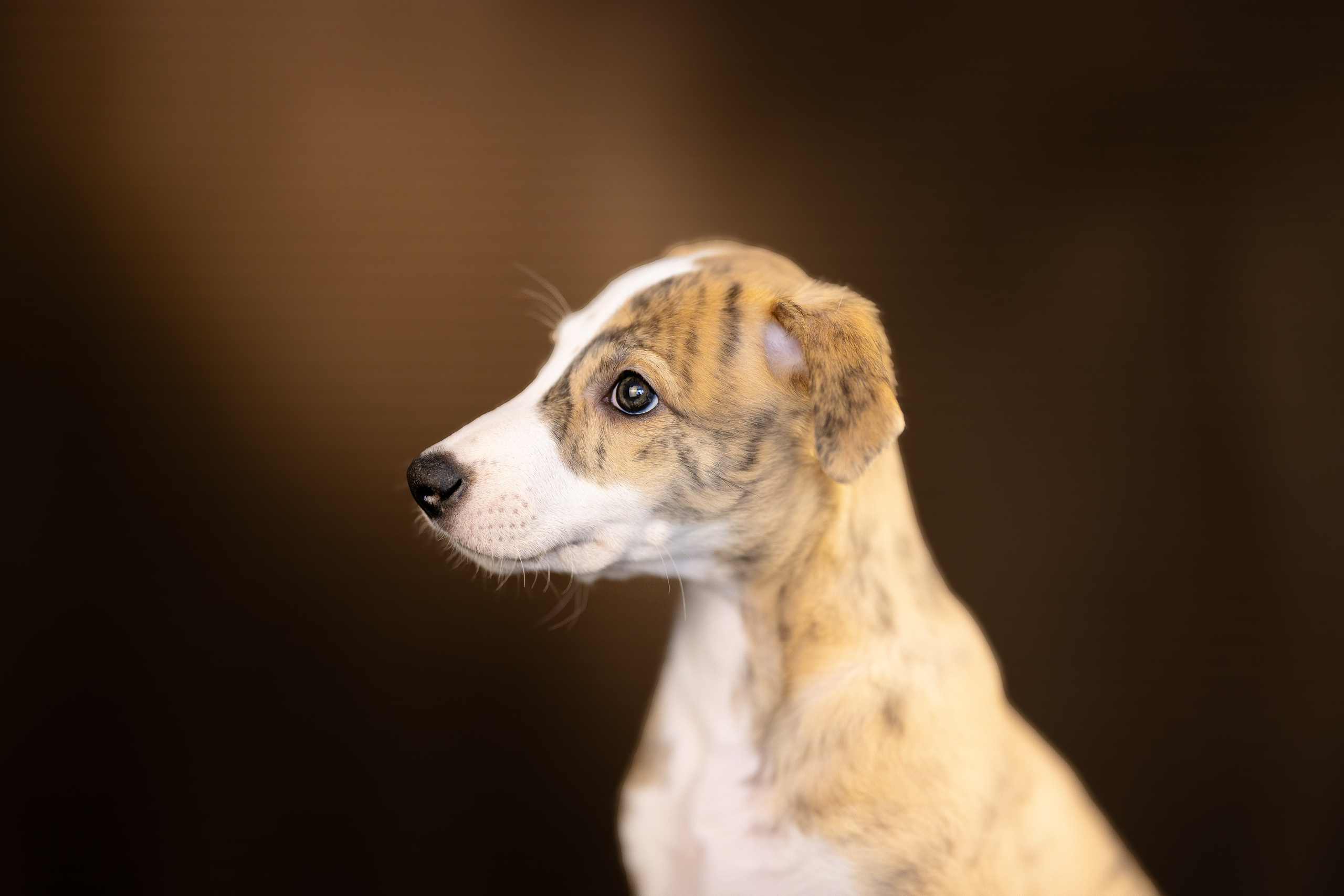 Уиппет. Фотограф и видеограф анималист Аганина Дарья