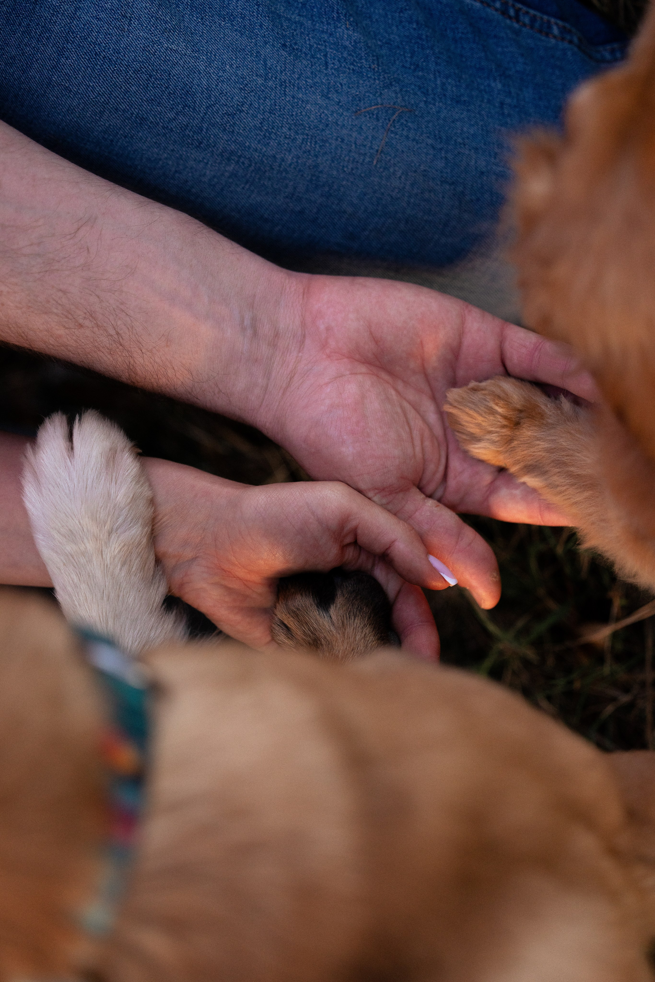 Разношерстная компания. Фотограф и видеограф анималист Аганина Дарья