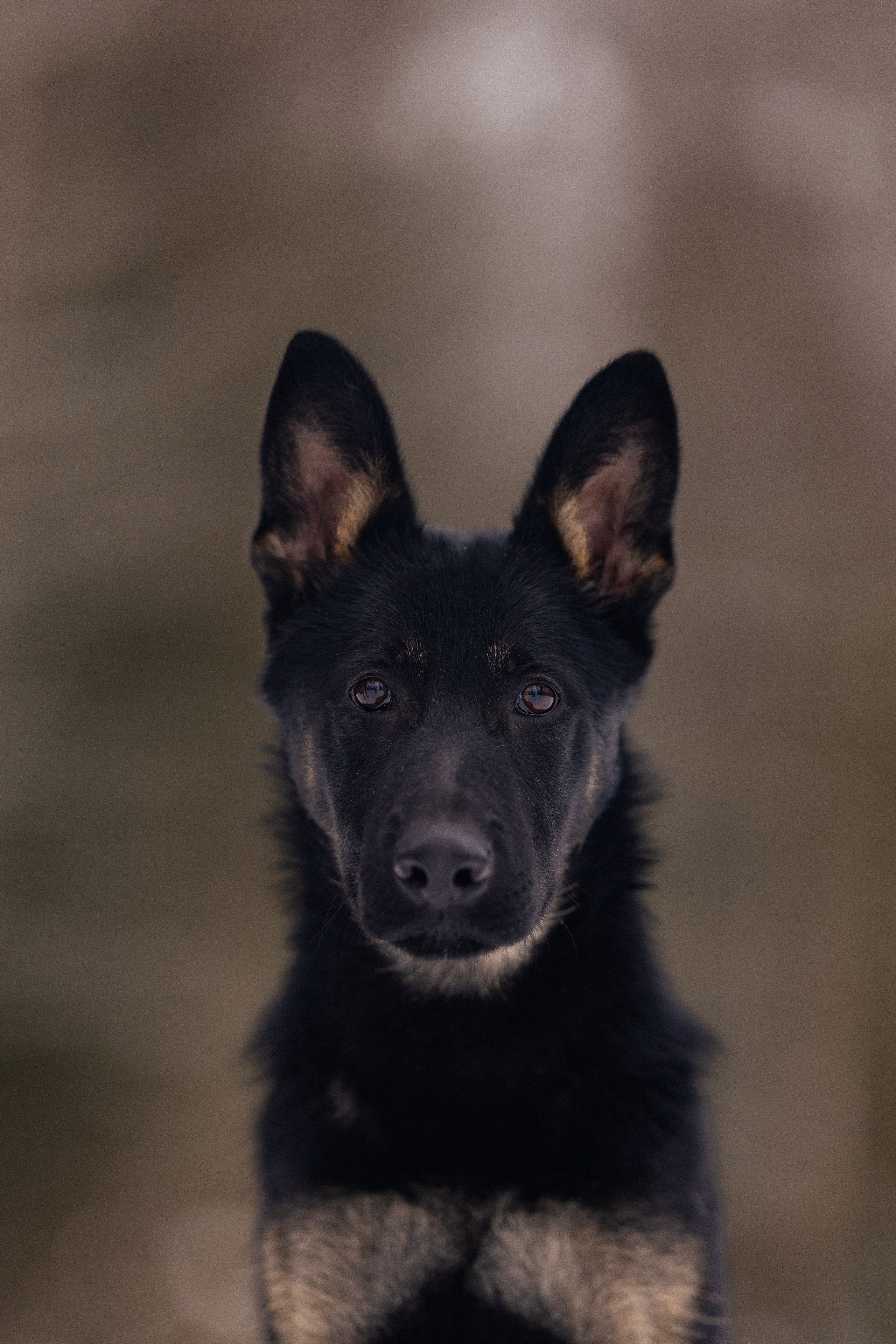 Немецкая овчарка. Фотограф и видеограф анималист Аганина Дарья