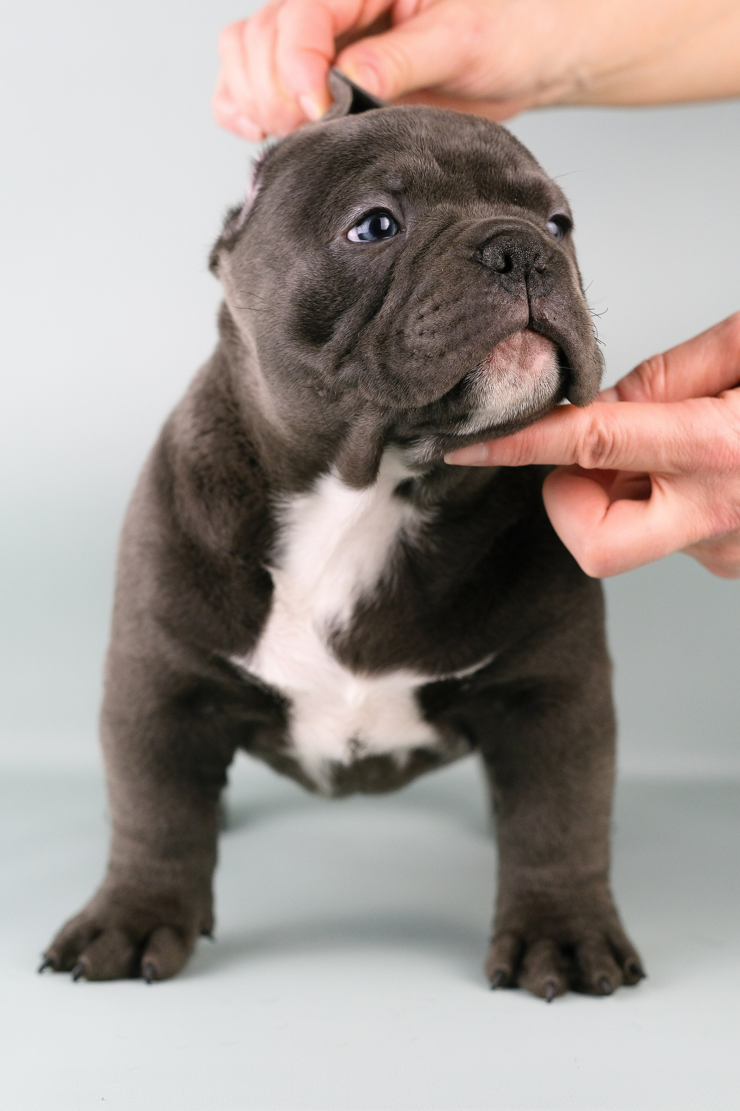 Американский Булли. Фотограф и видеограф анималист Аганина Дарья