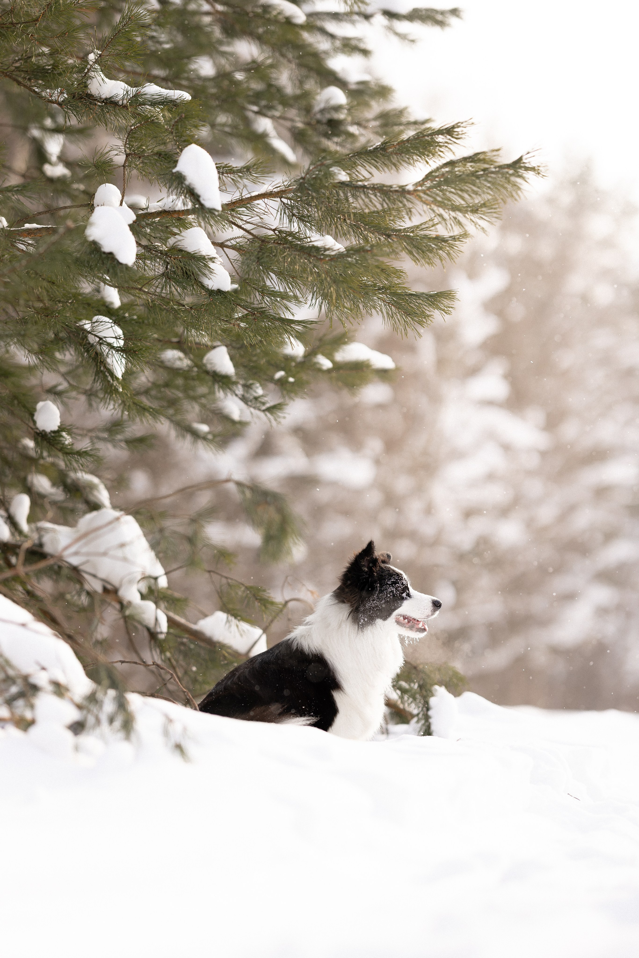 Лилия, Алексей и Ариана. Фотограф и видеограф анималист Аганина Дарья